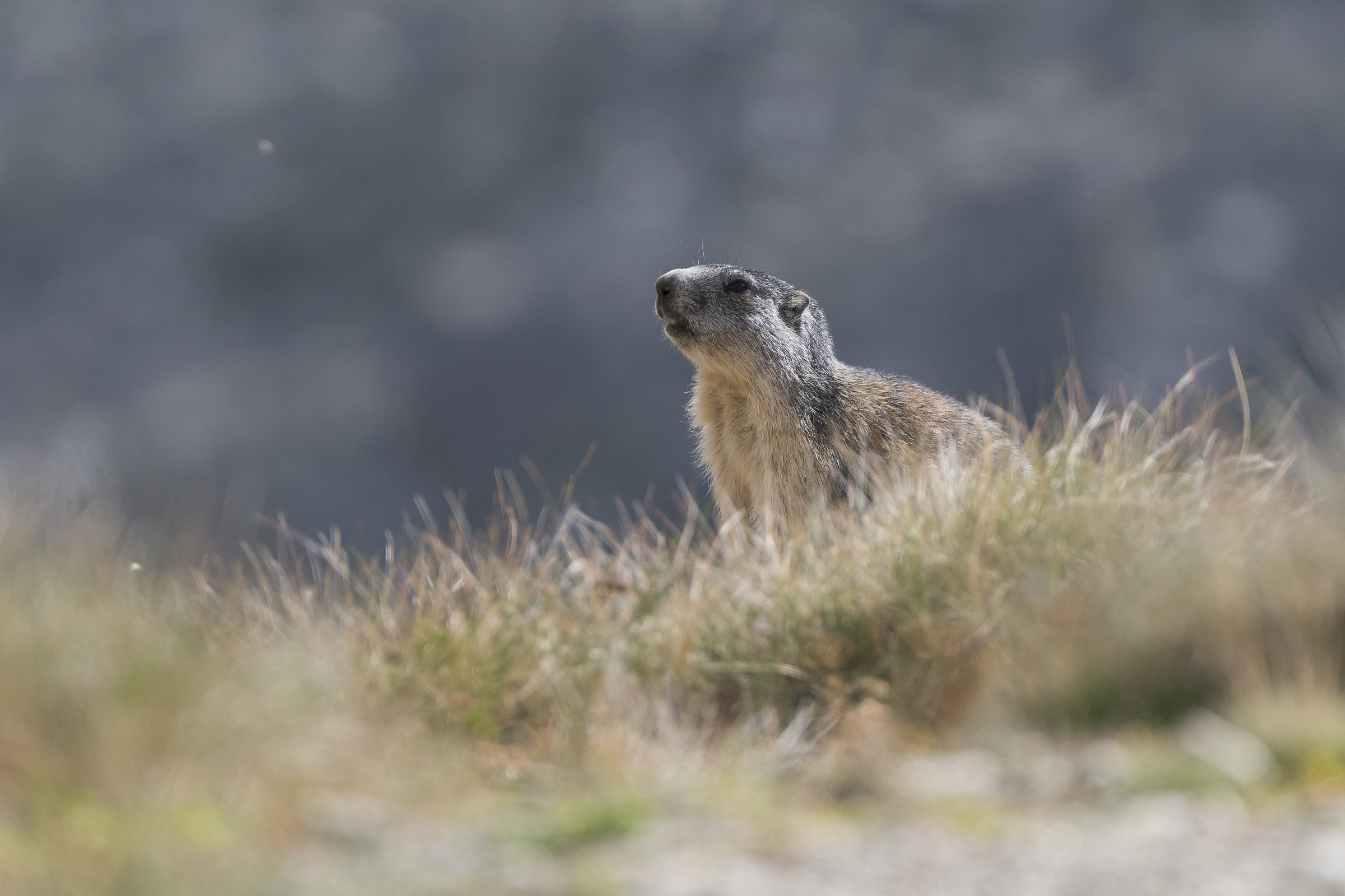 Gran Paradiso marmots