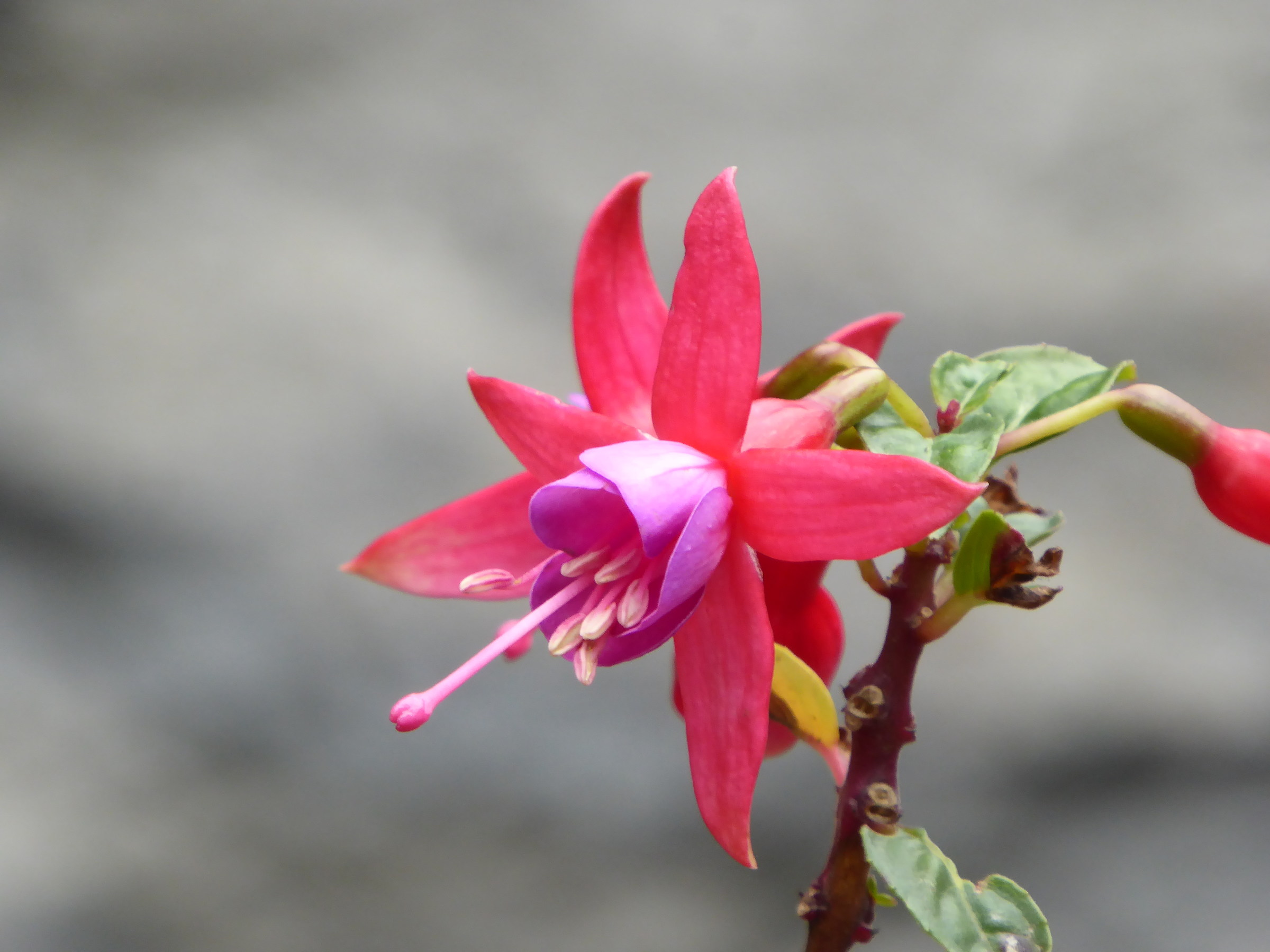 Fuchsia