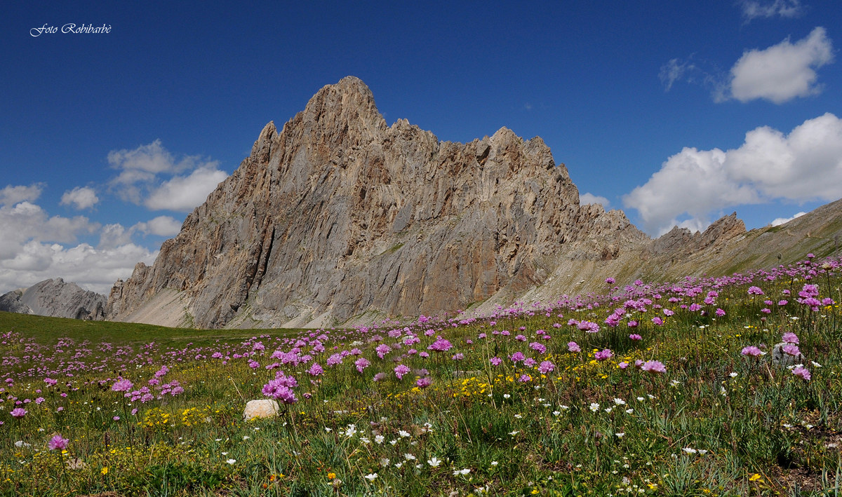 The Meja in bloom ...