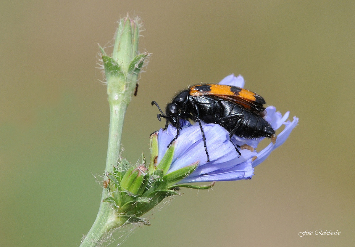 Enjoying chicory ...