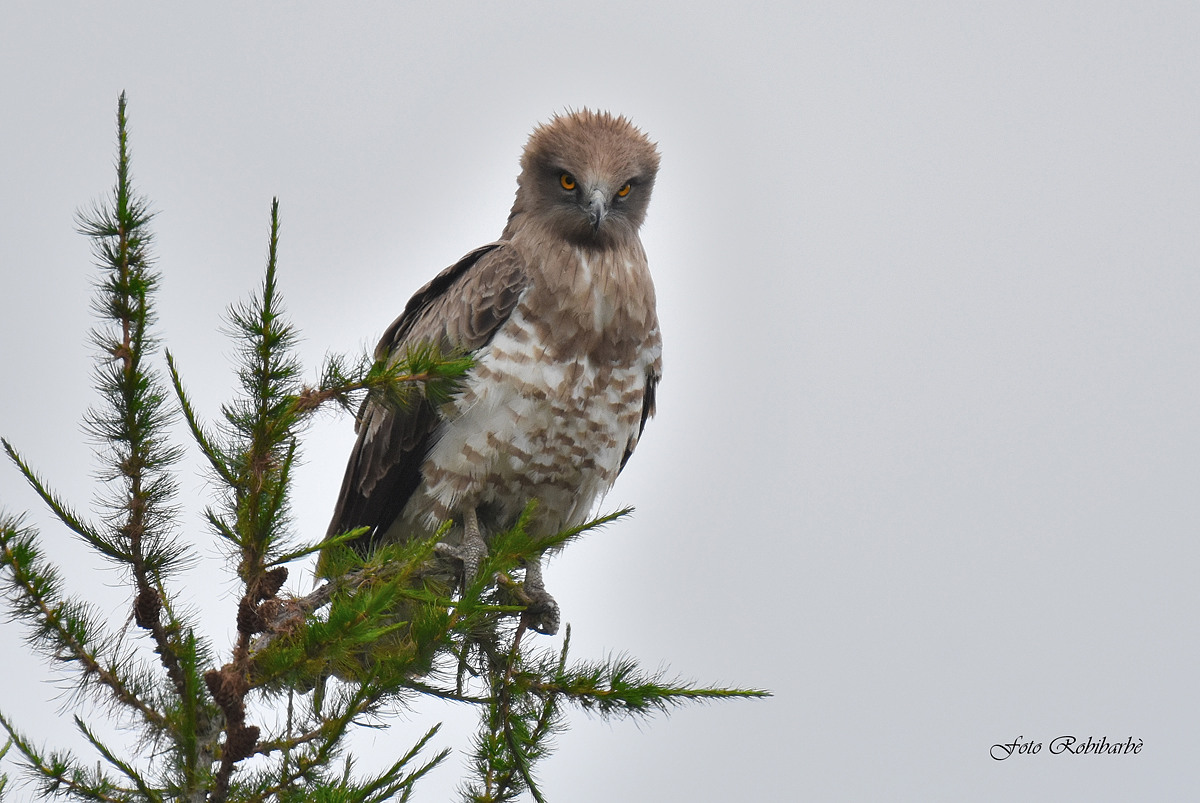 Biancone a tu per tu...