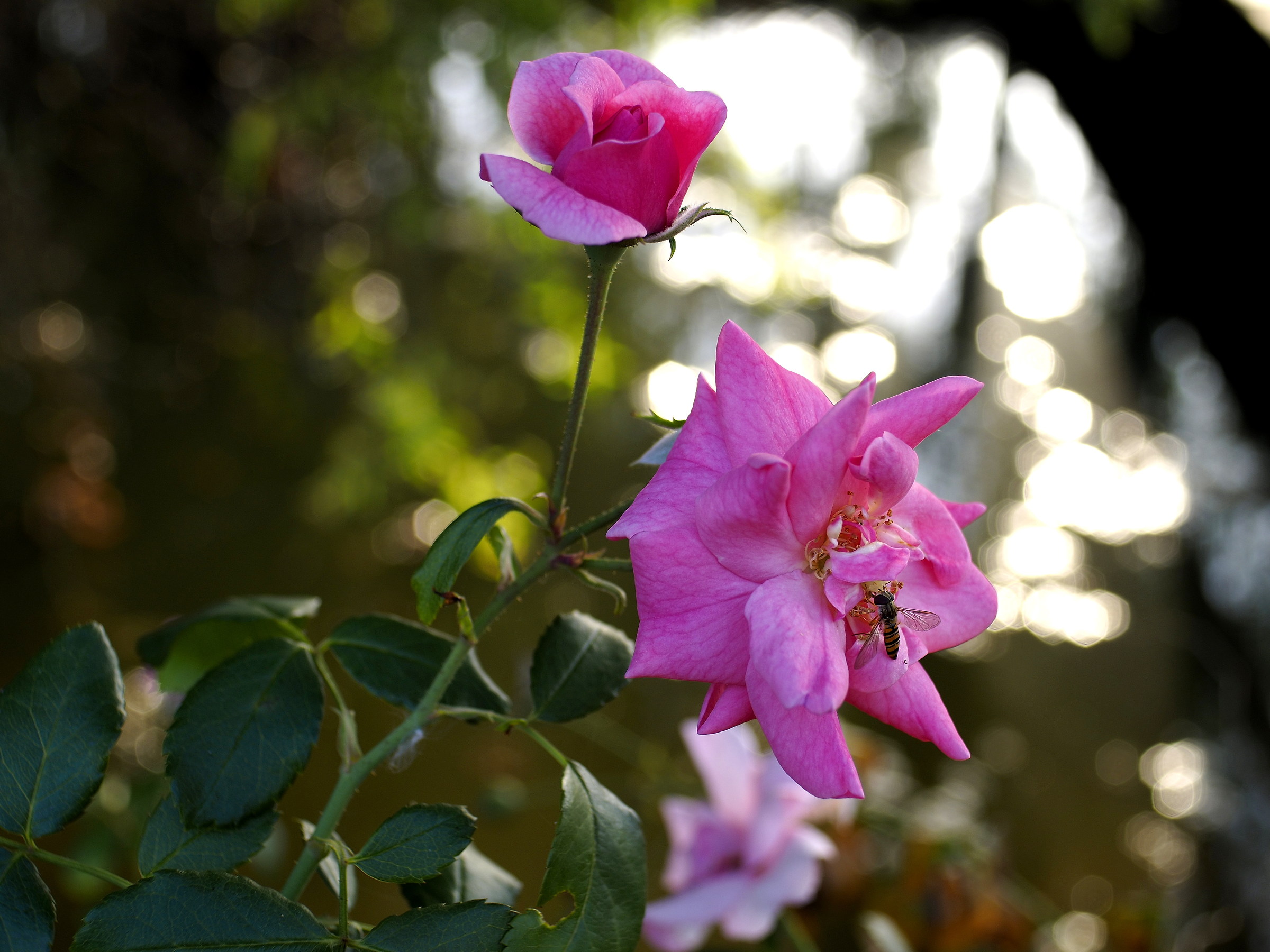 Vivitar 28mm f / 2.8 (Olympus OM)