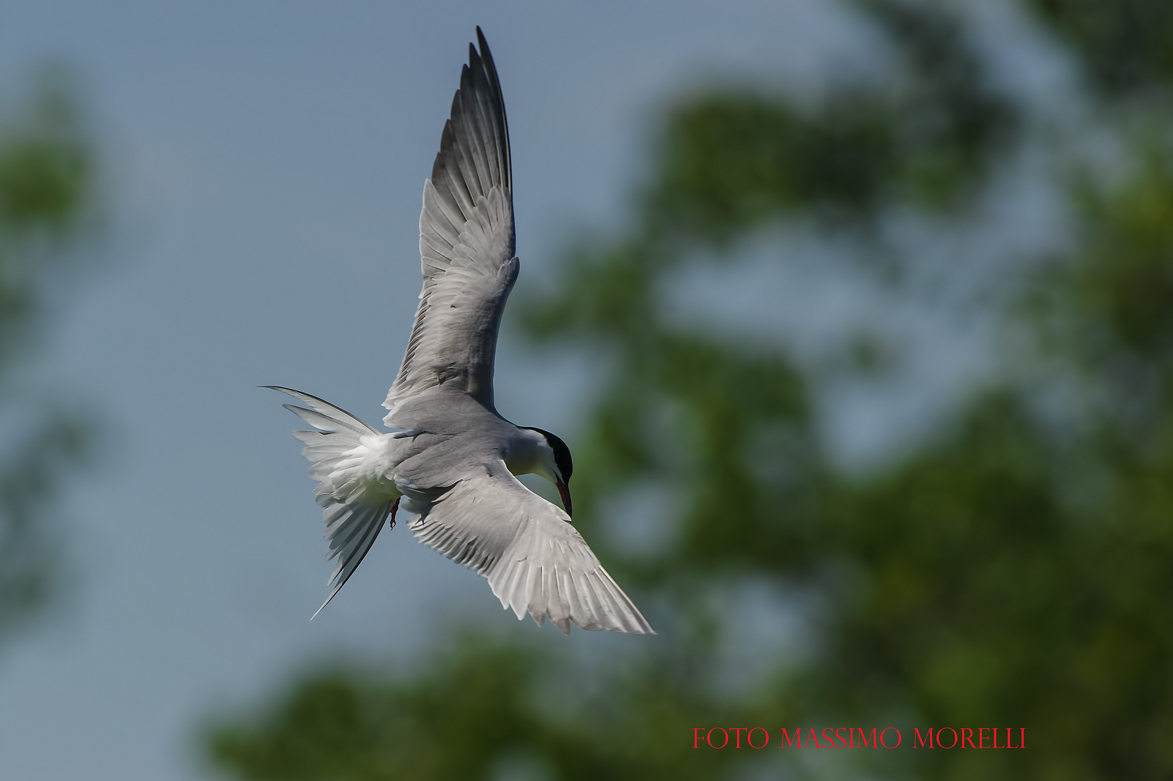 Pronta a tuffarsi....