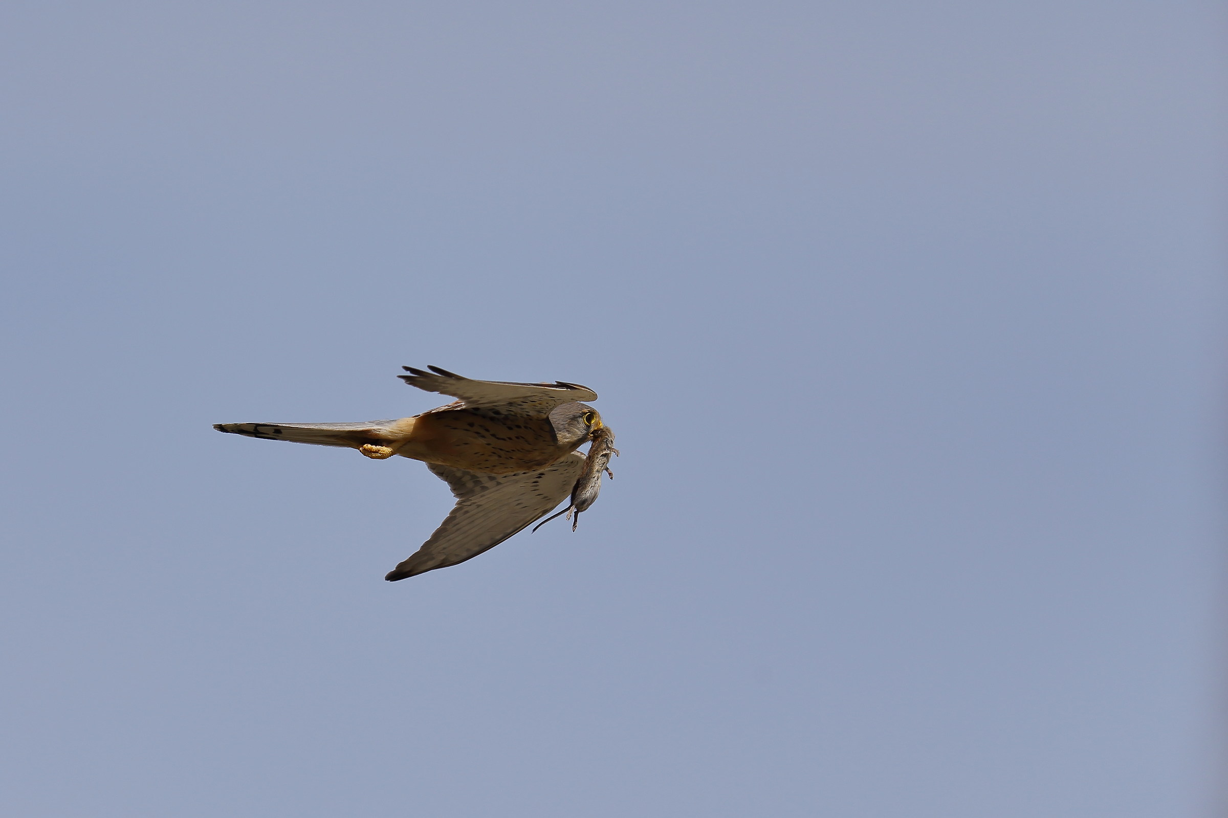 Kestrel con preda