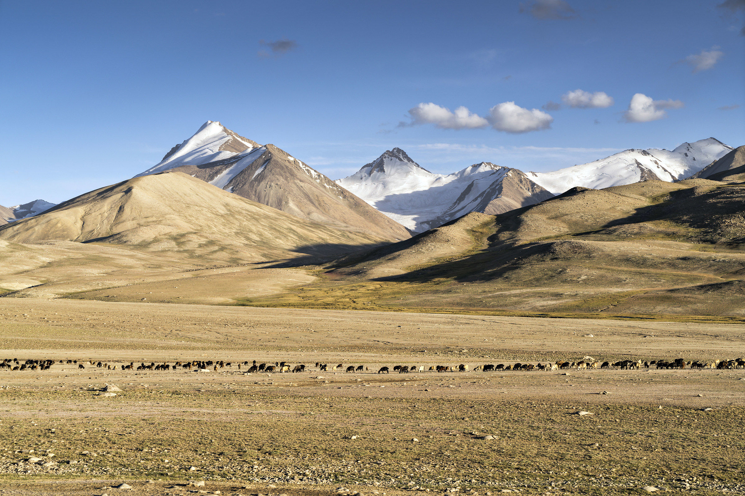 Pasture at 4300m near Bulunkul