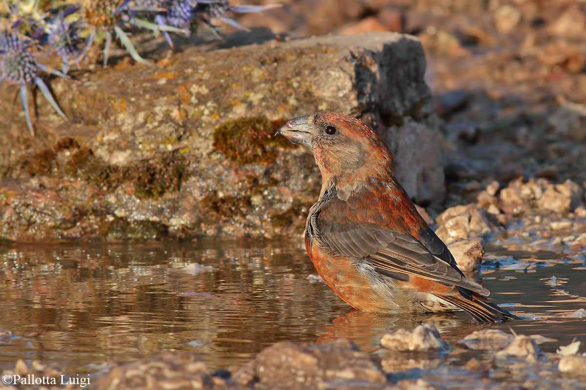 Crociere (Loxia curvirostra)