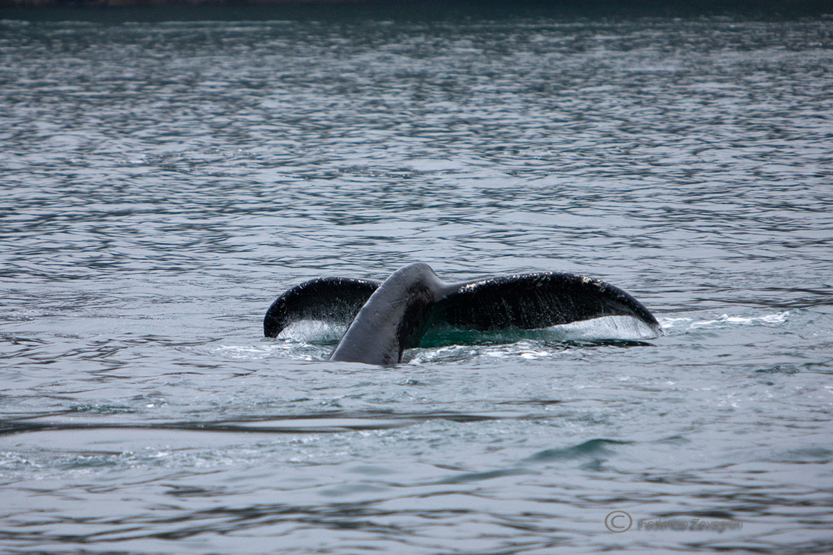 Megattera Kenai Fjords, Alaska