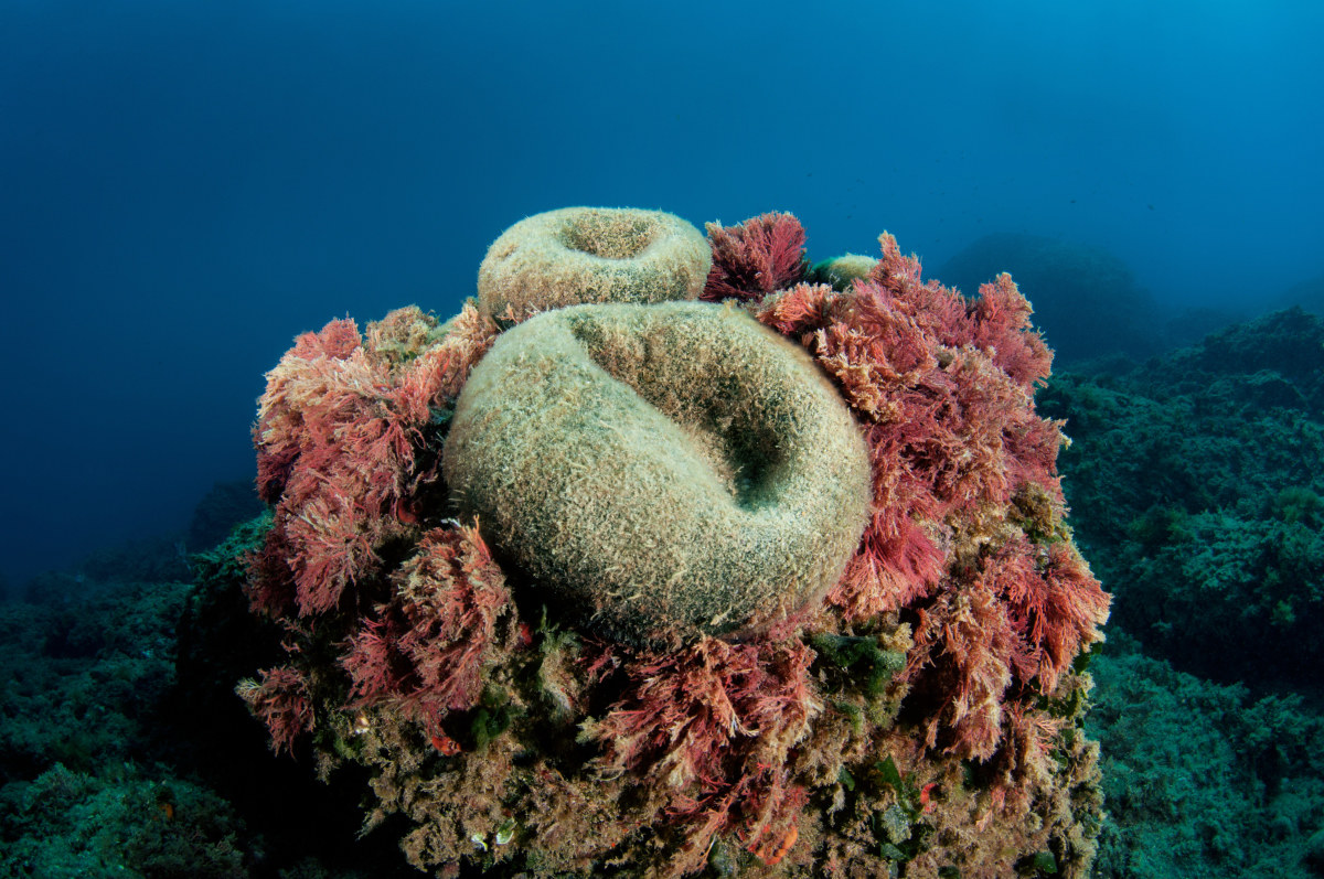 Algae with sponges