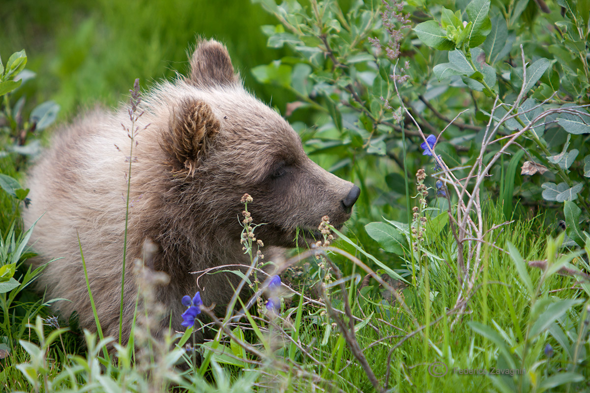 Baby Grizzly, Denali Nat. Park ,Alaska