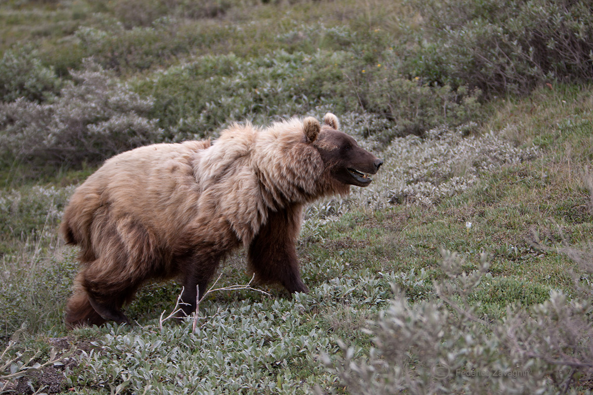 Grizzly Denali Nat. Park,Alaska