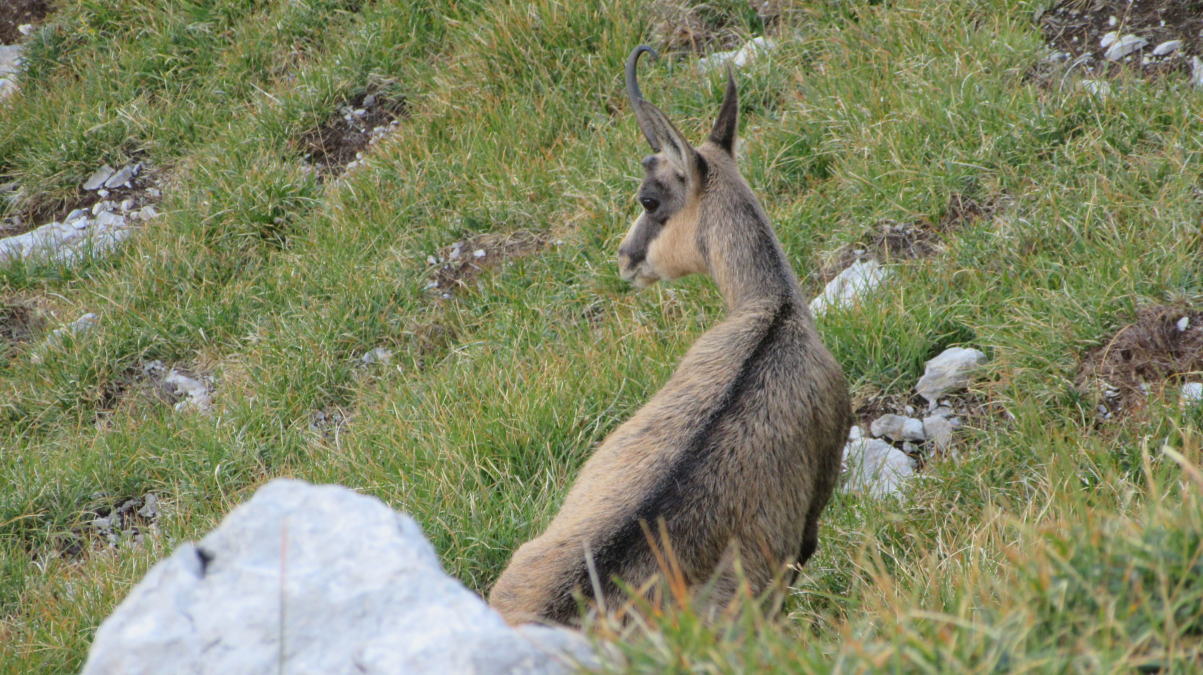 Chamois with one horn