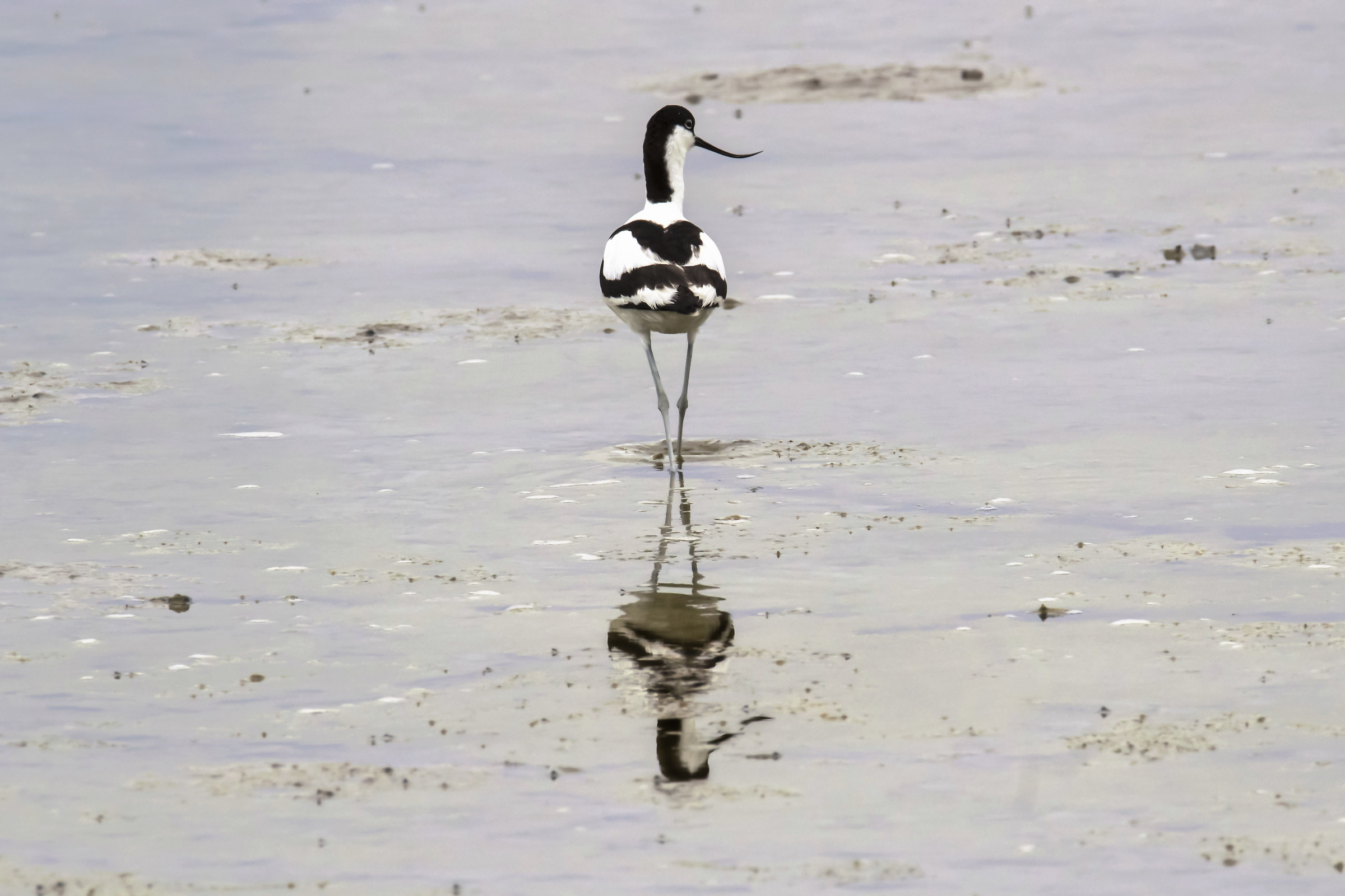 #avocetta #Recurvirostra #avosetta