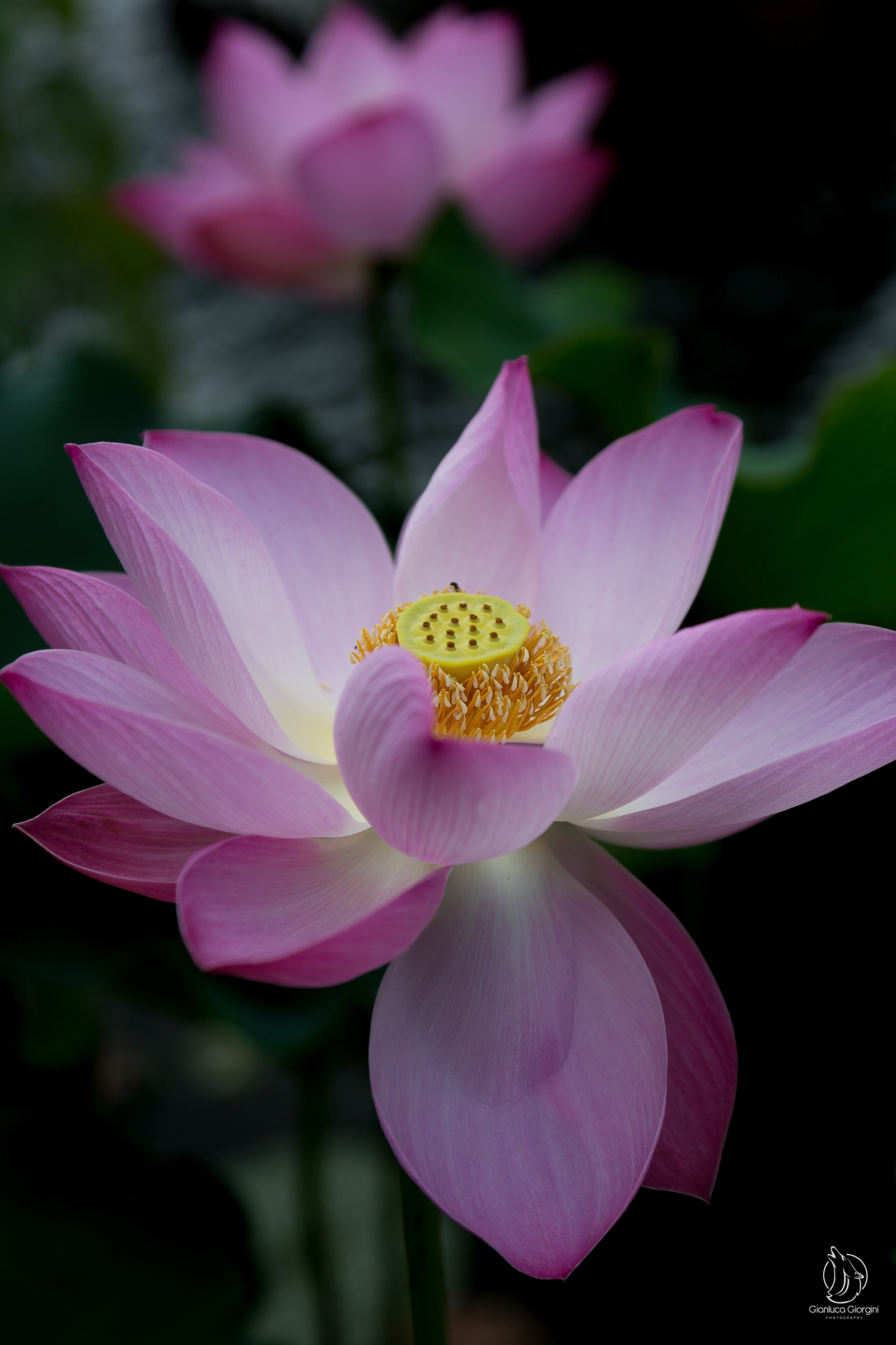 Lotus flower