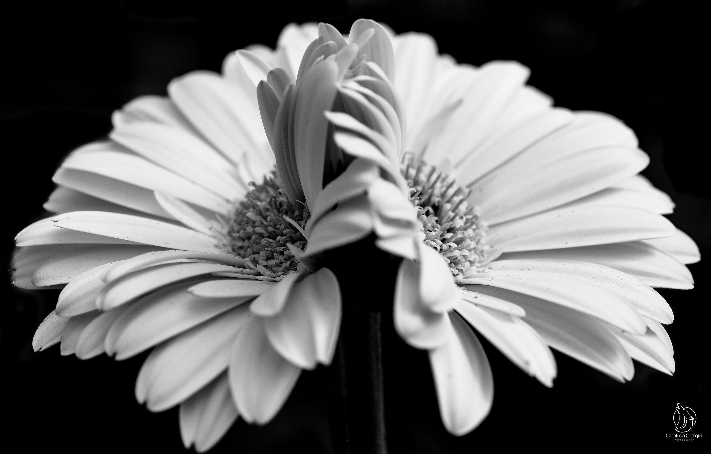 la specularità della natura ....