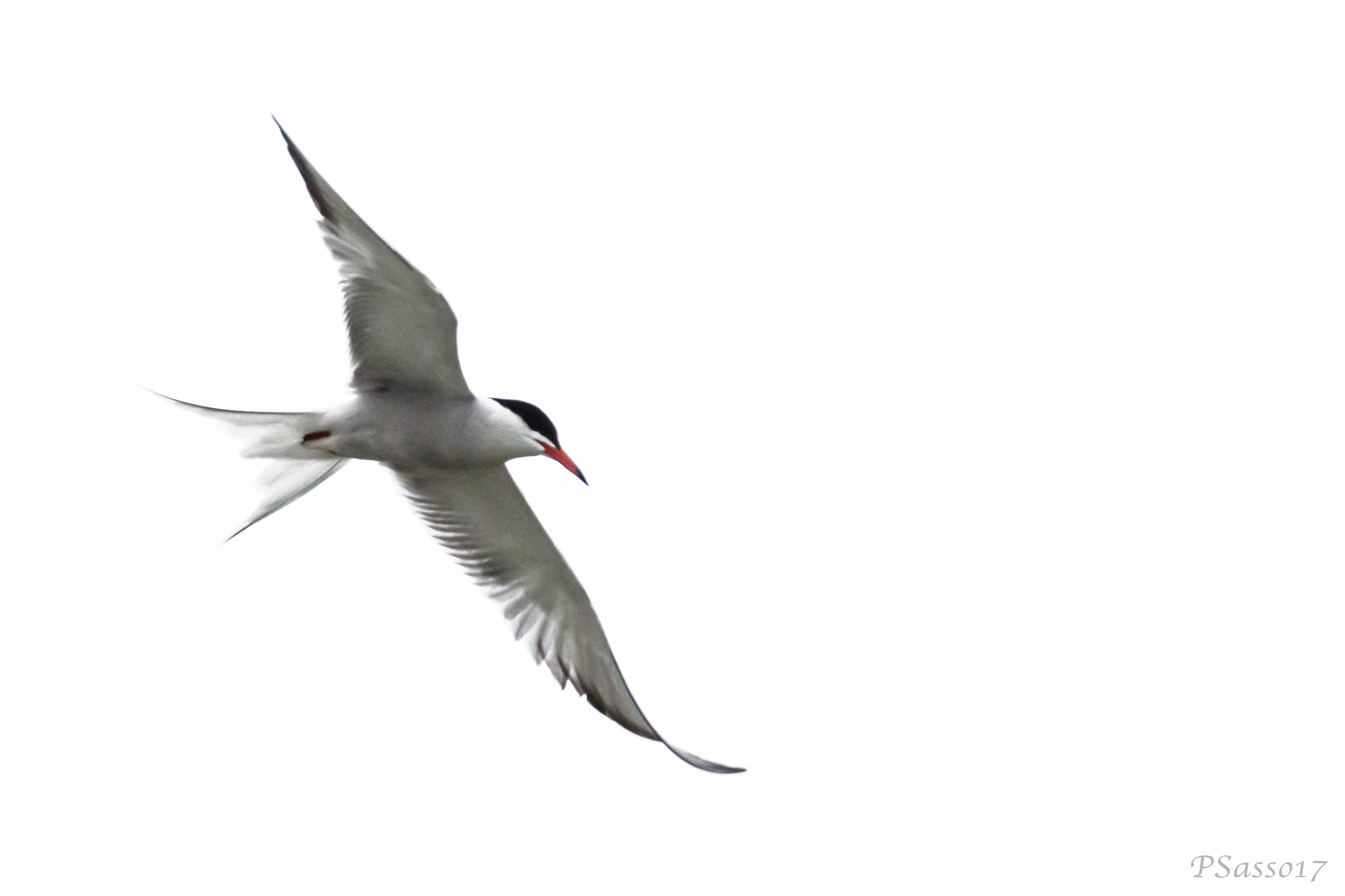 #rondinedimare #sterna #hirundo