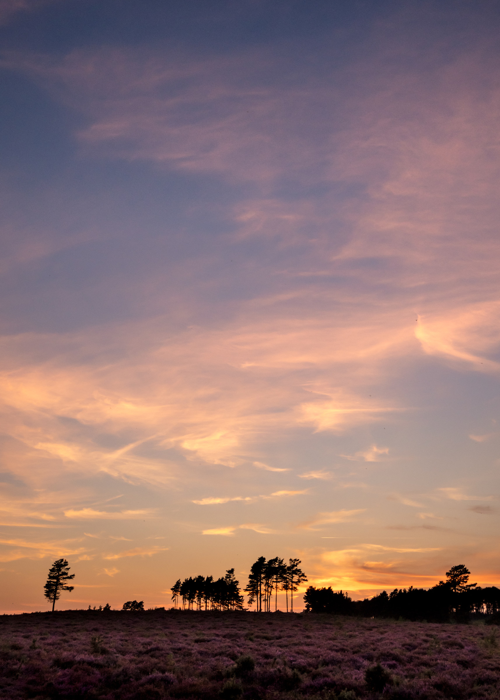 Sunset Sky Above The Purple Carpet