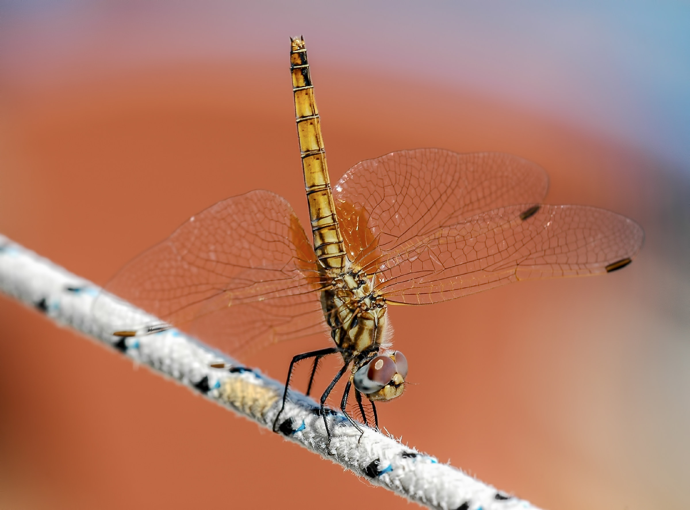 Dragonfly