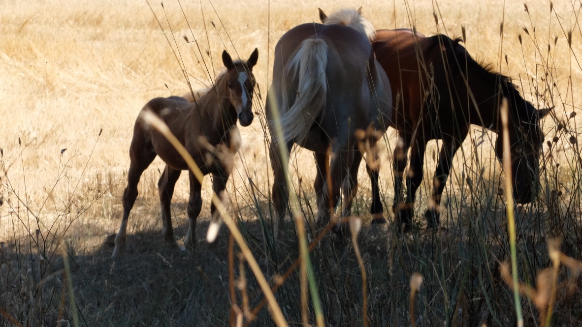 Horses grazing and foal-