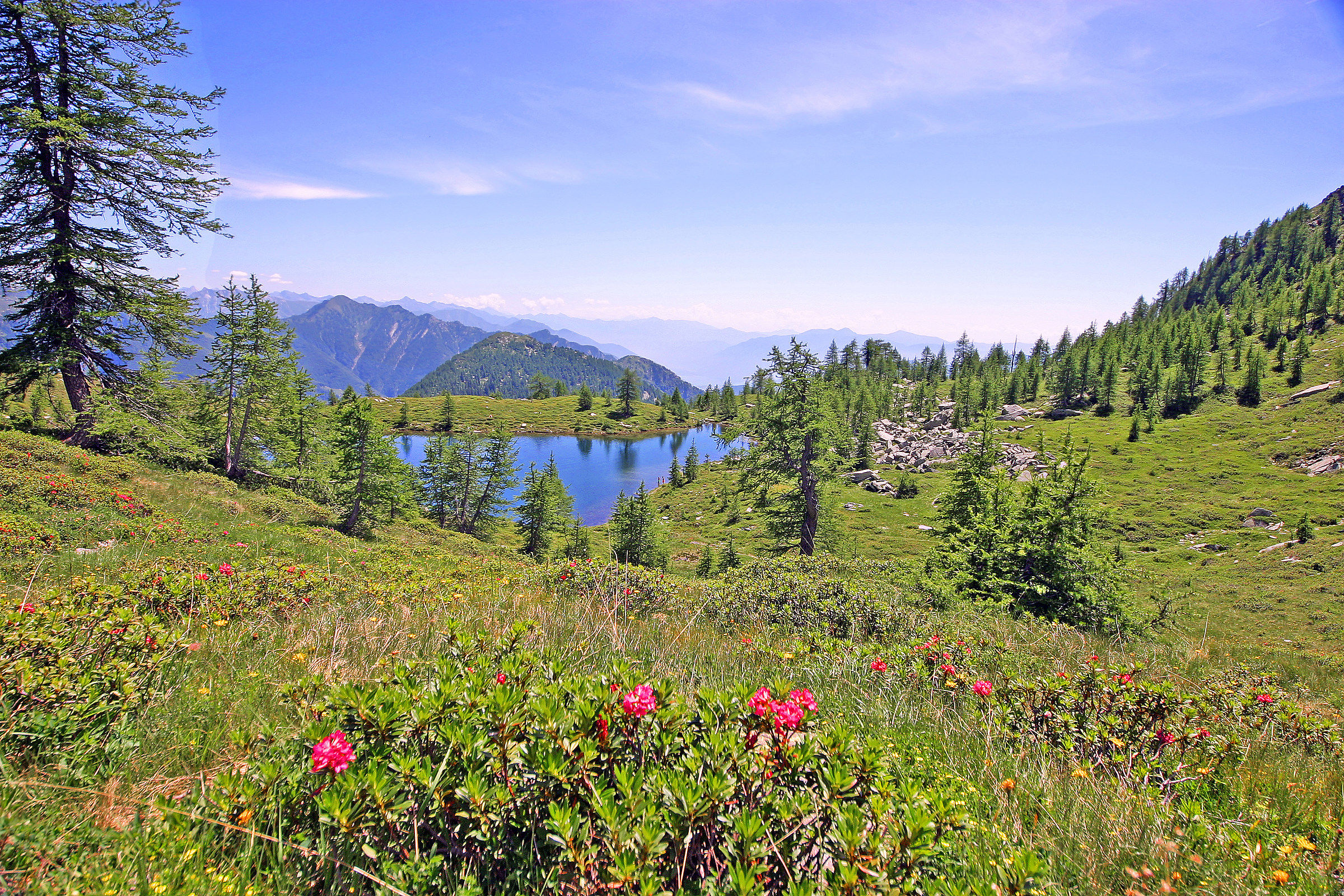 Among larches and alpine roses