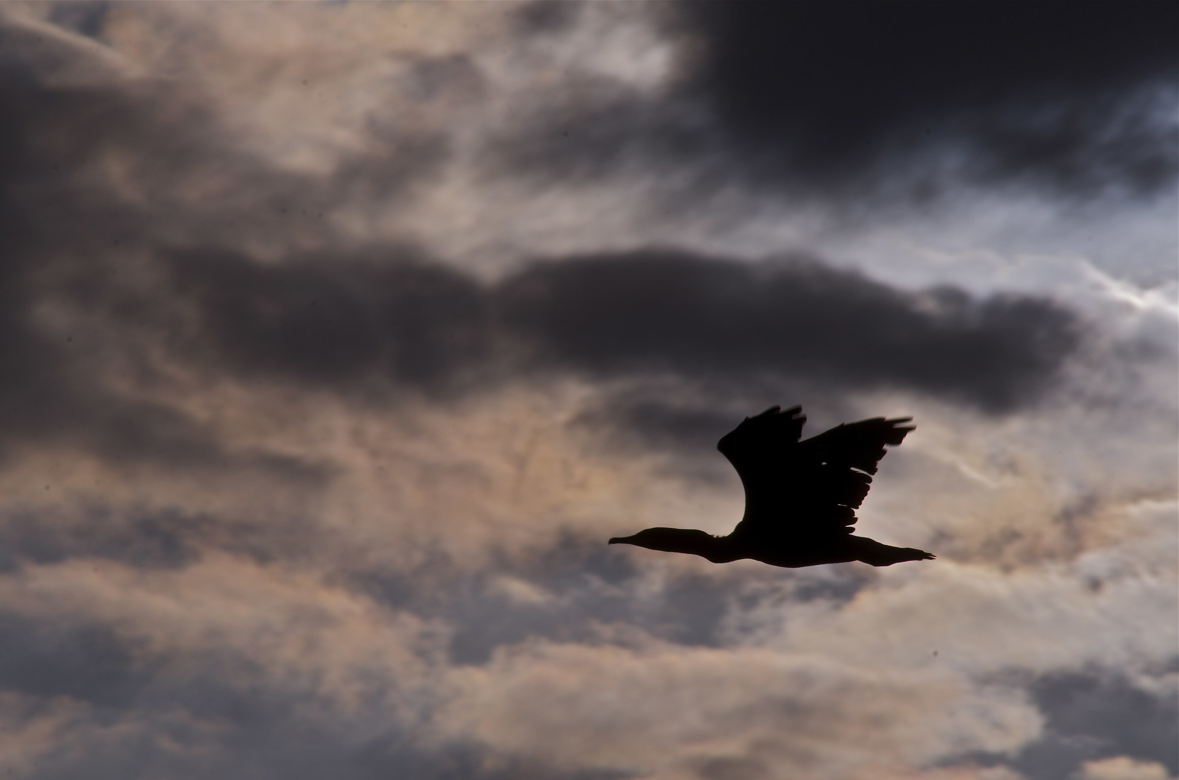 Cormorant at dawn