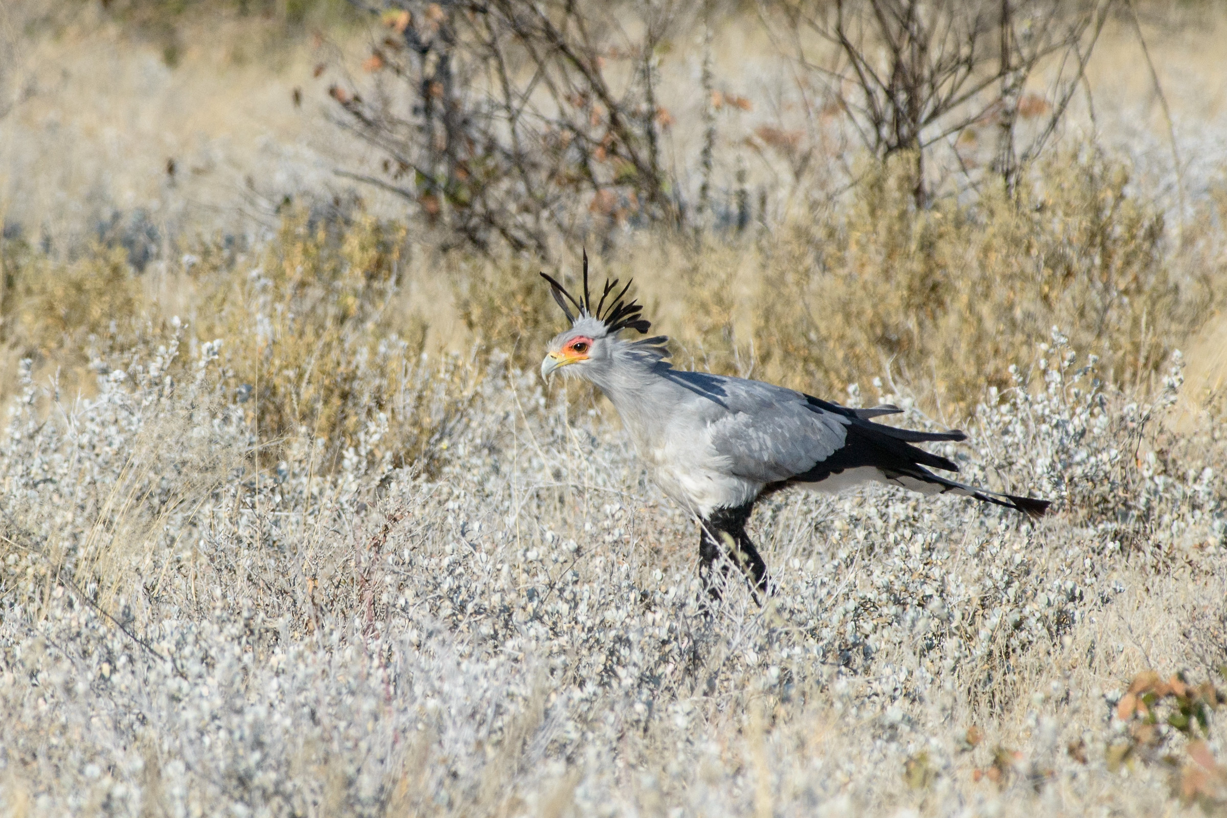 Serpentario (Sagittarius serpentarius)