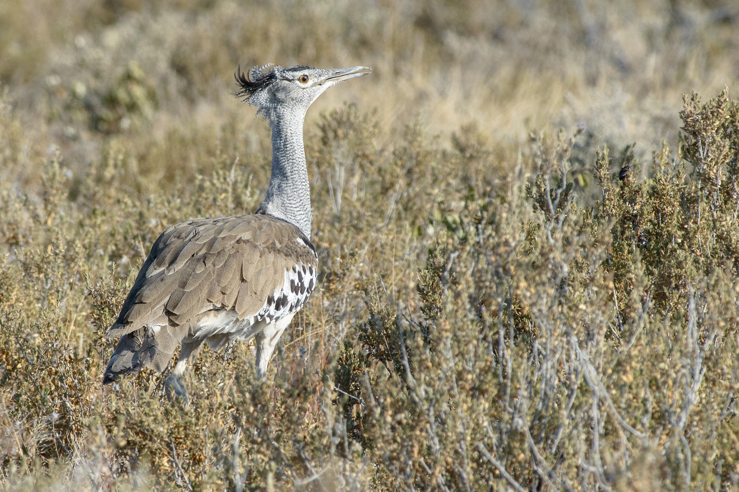 Otarda di Kori (Ardeotis kori)