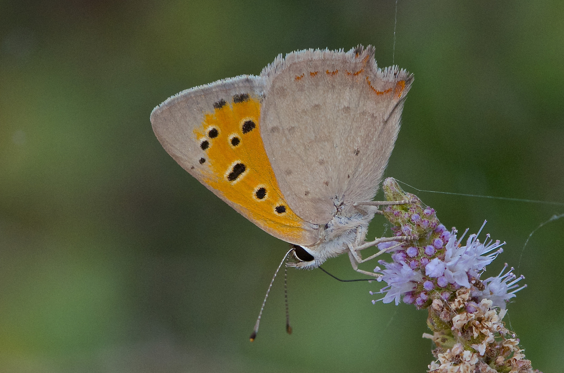 Lycaena phlaeas