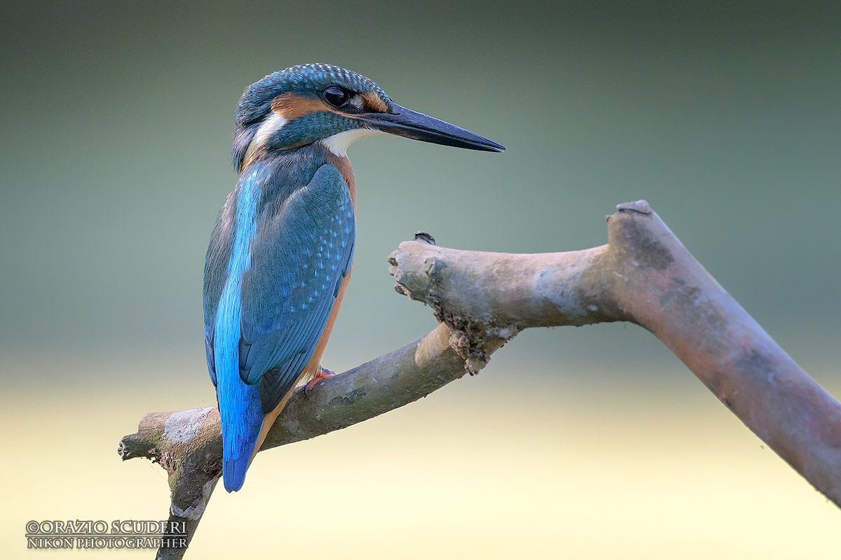 Alcedo atthis