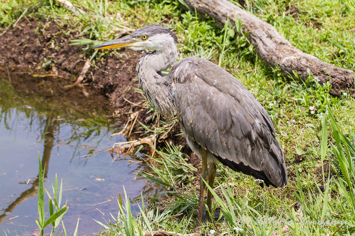 incontro ravvicinato
