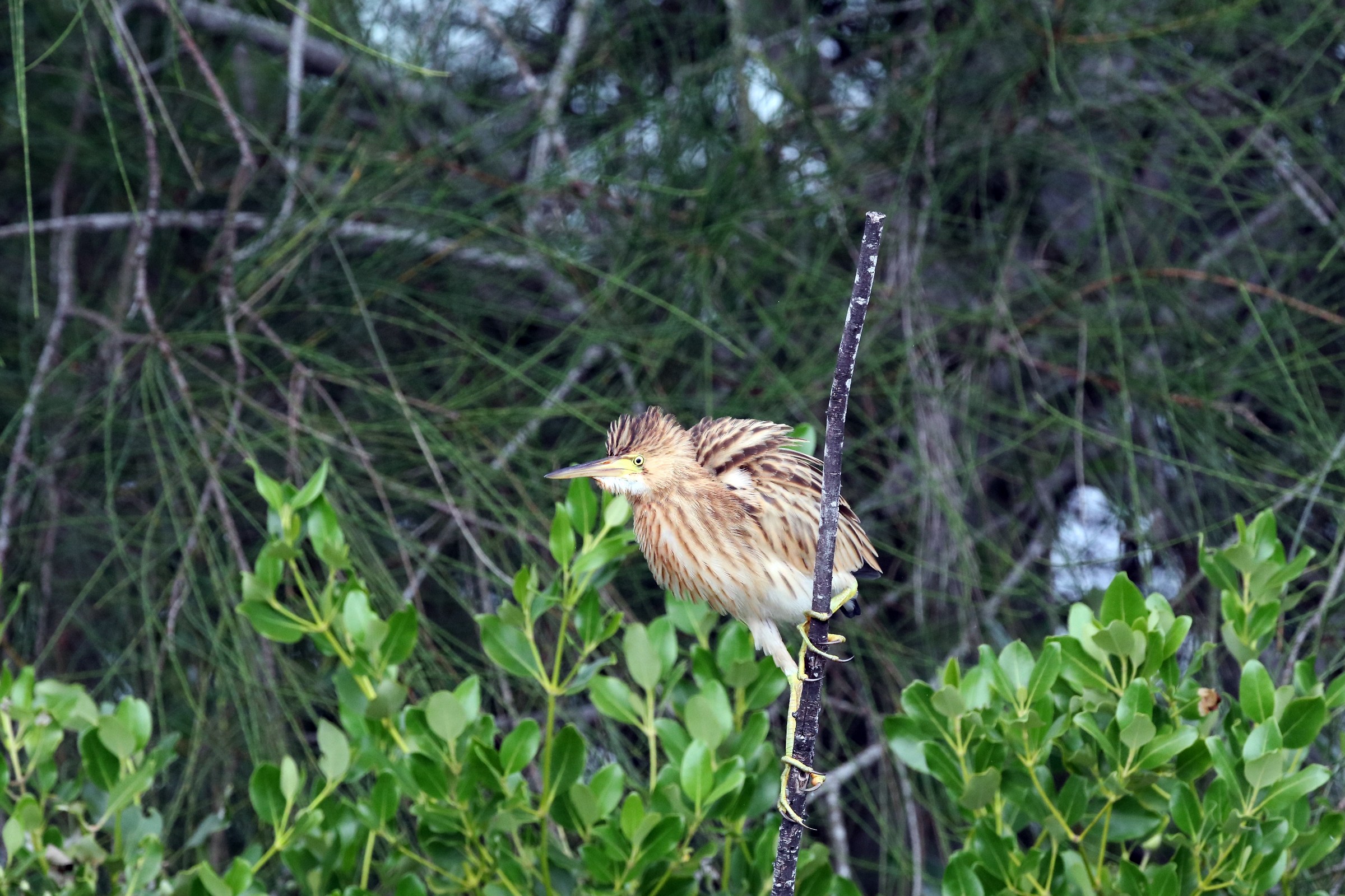 Yellow Bittern