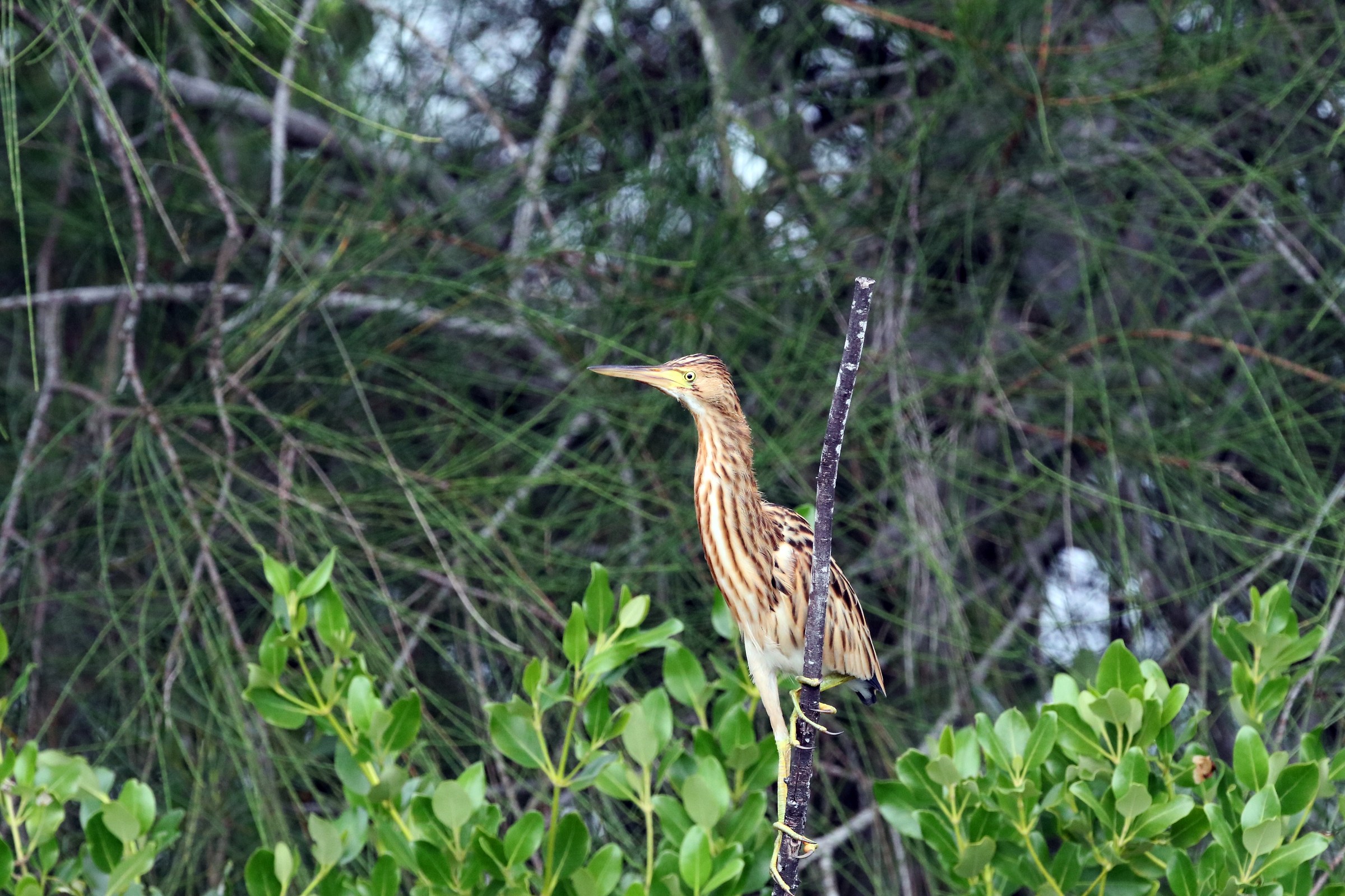 Yellow Bittern