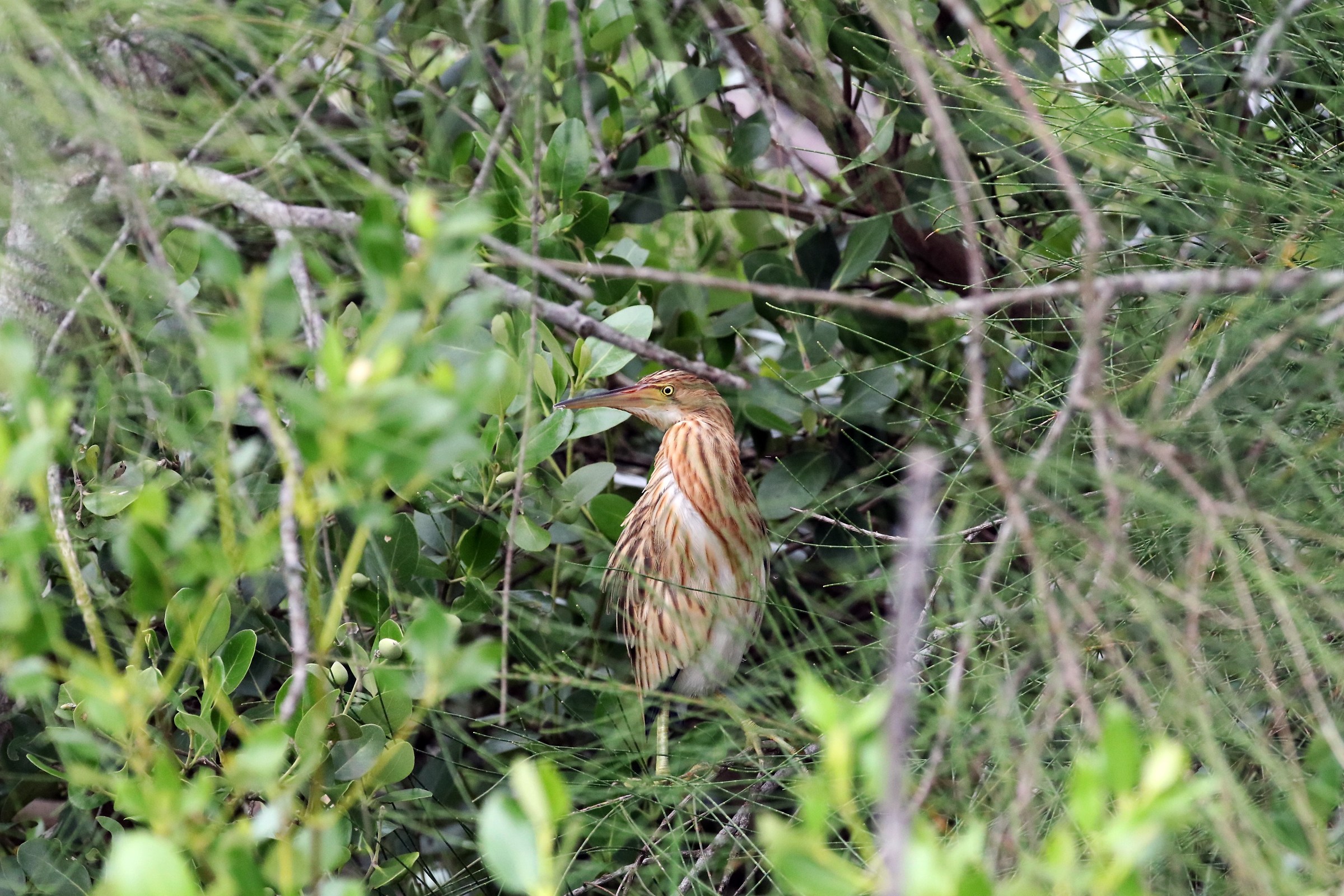 Yellow Bittern