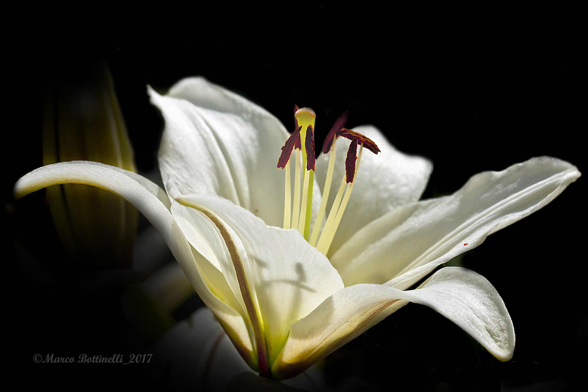 White Lily
