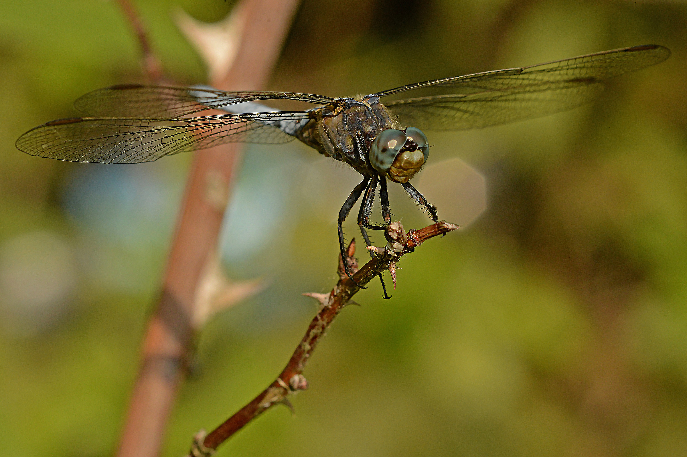 libellula 15