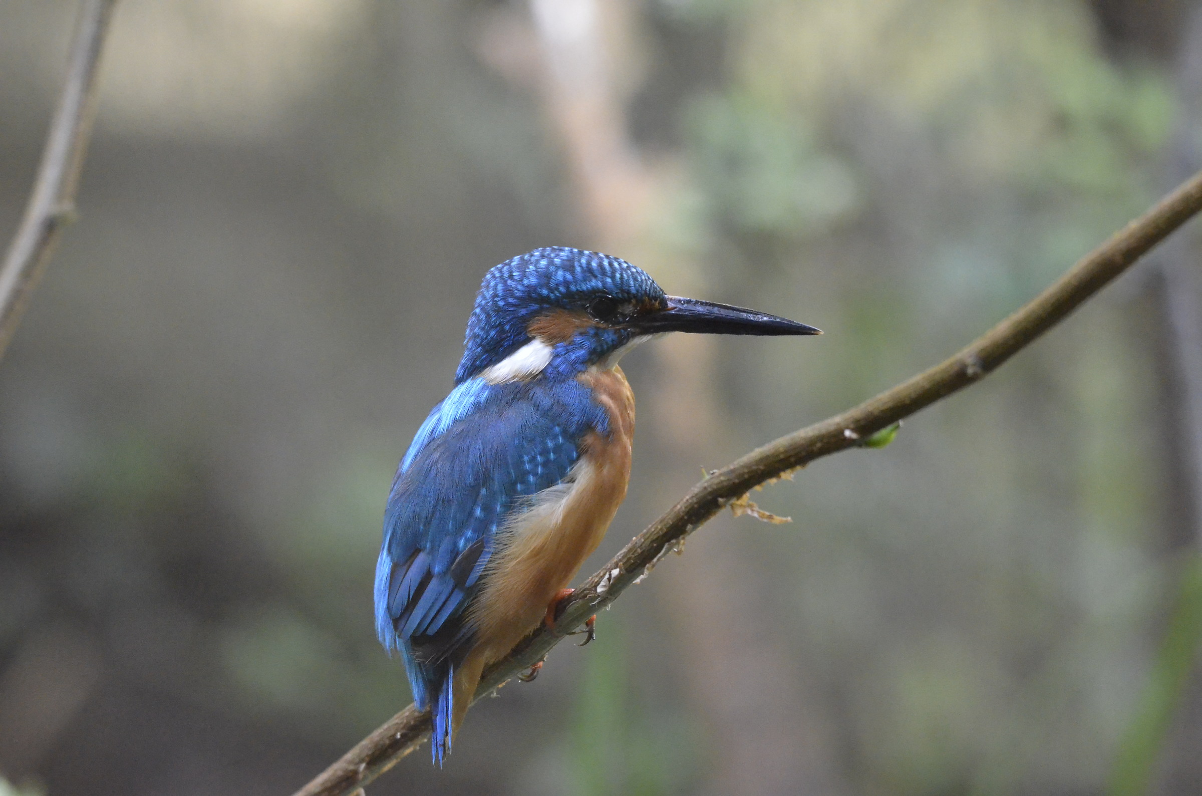 kingfisher