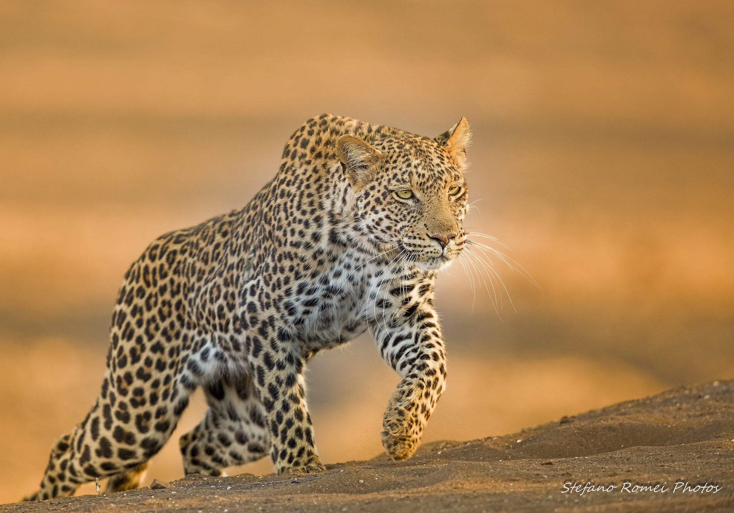 take a walk...on the wild side