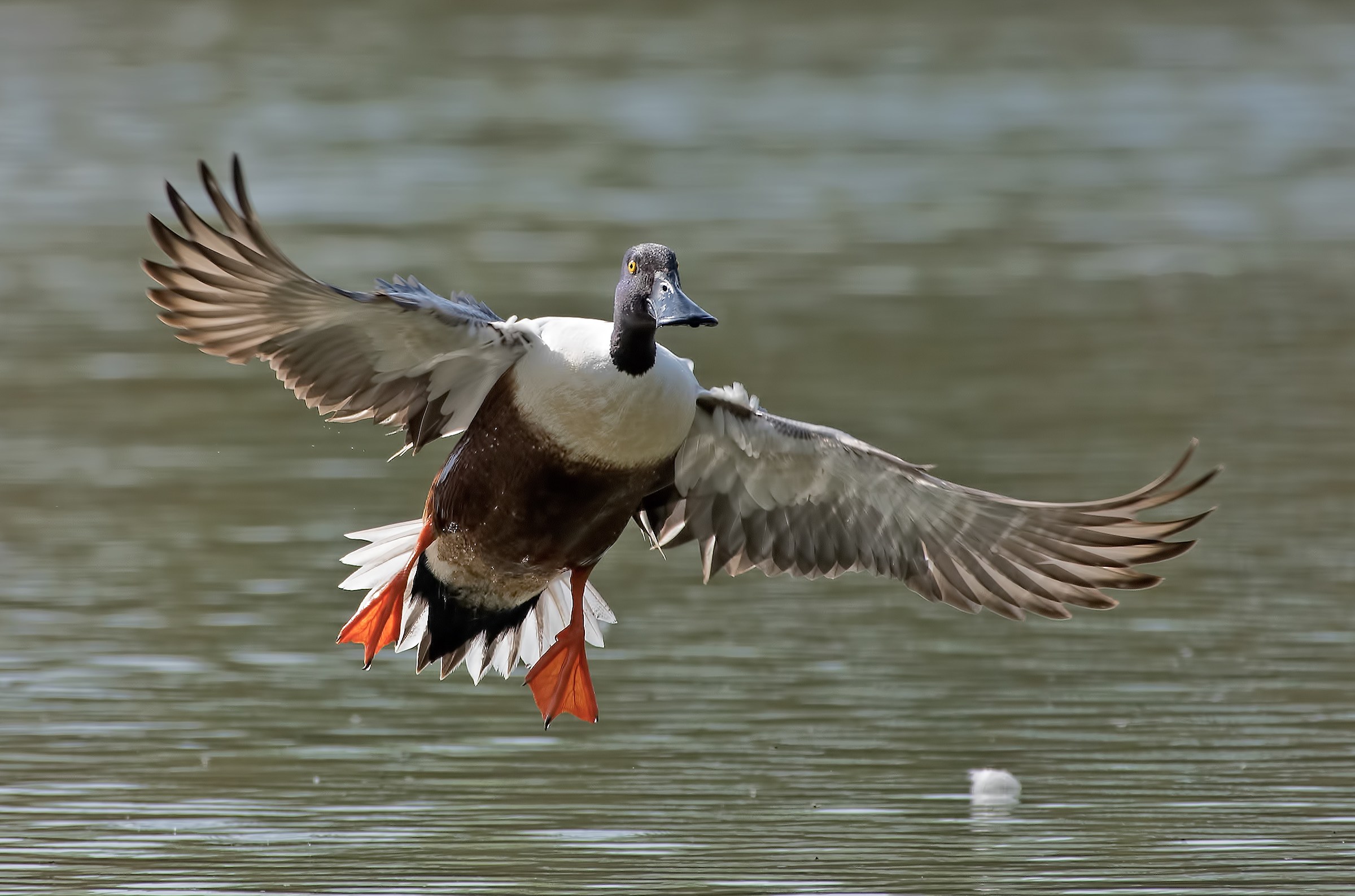 Mestolone in flight!