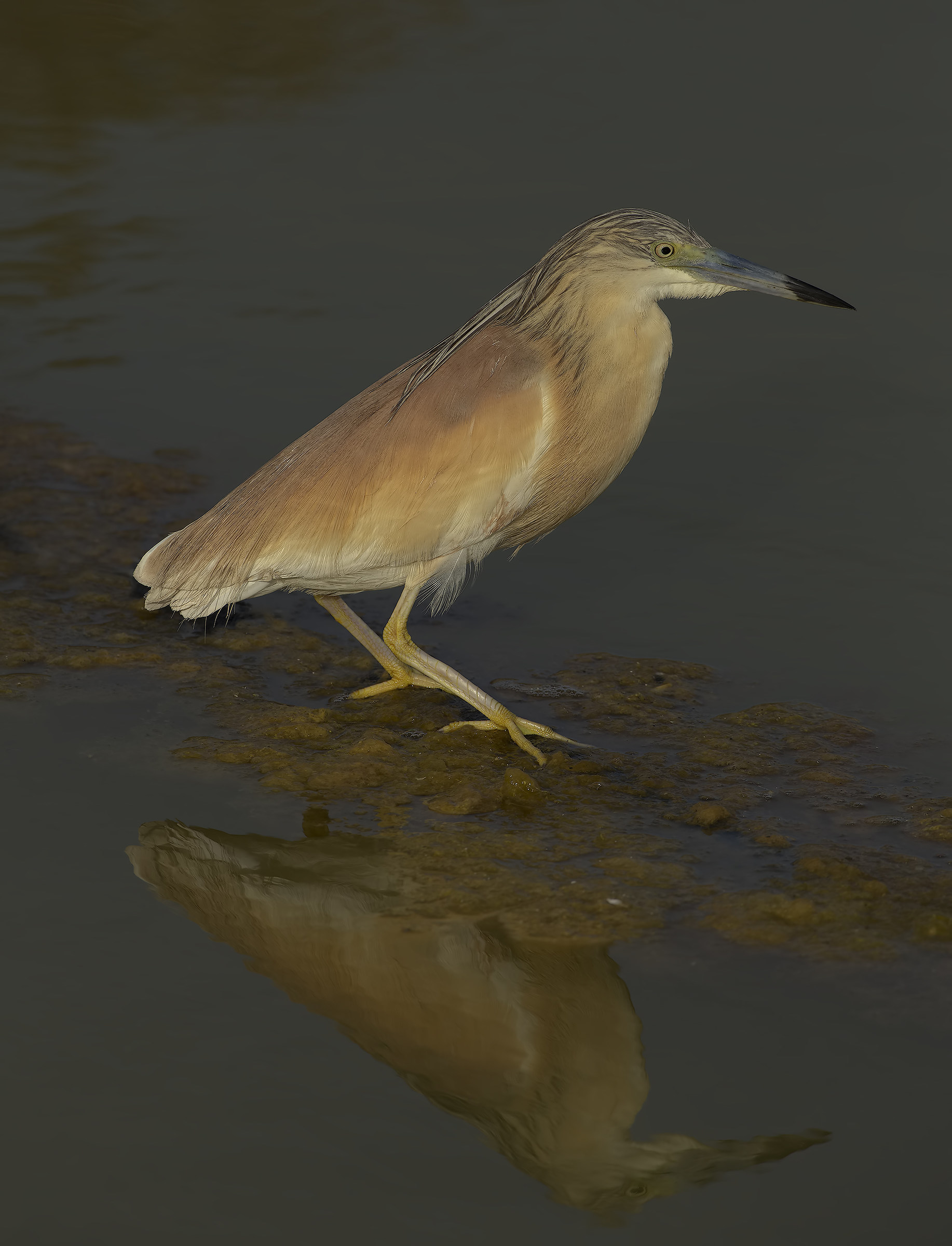 sgarza ciuffetto (ardeola ralloides)