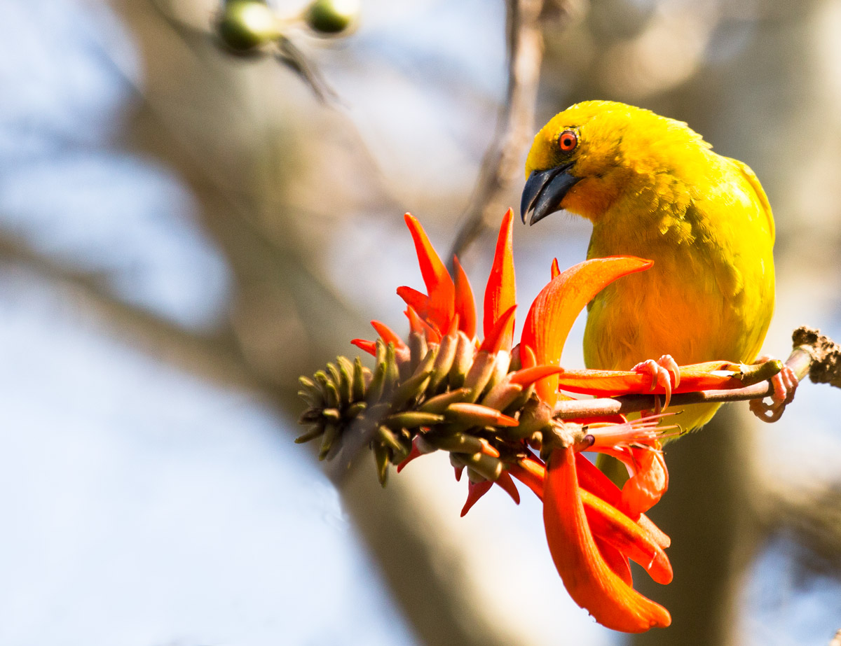 sconoscuto al momento