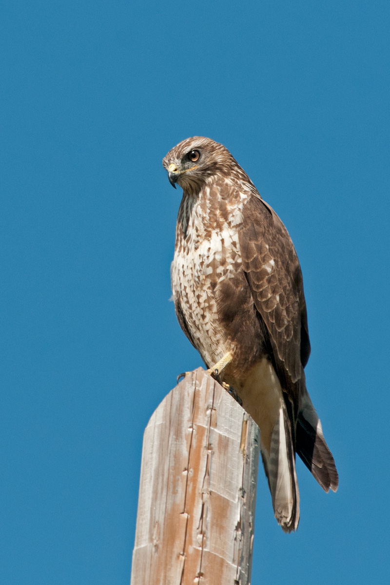 buzzard perched