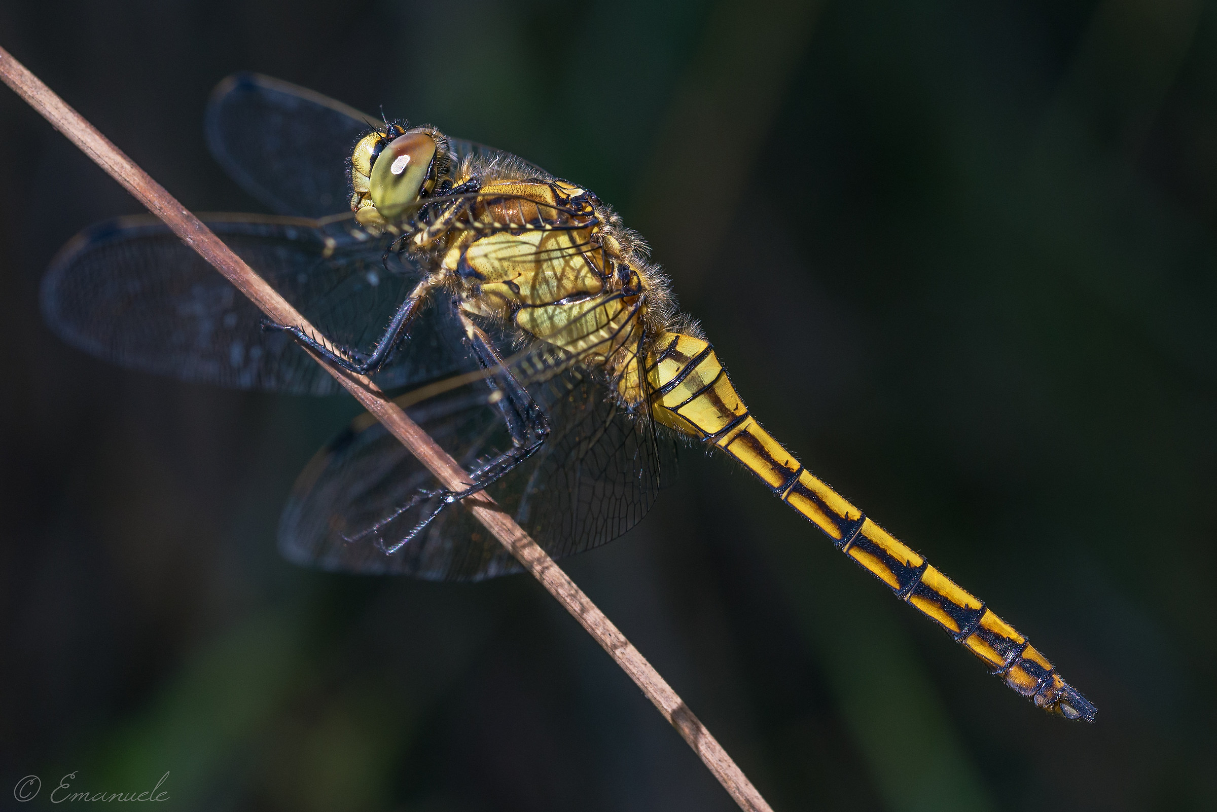 Sympetrum Sanguineum
