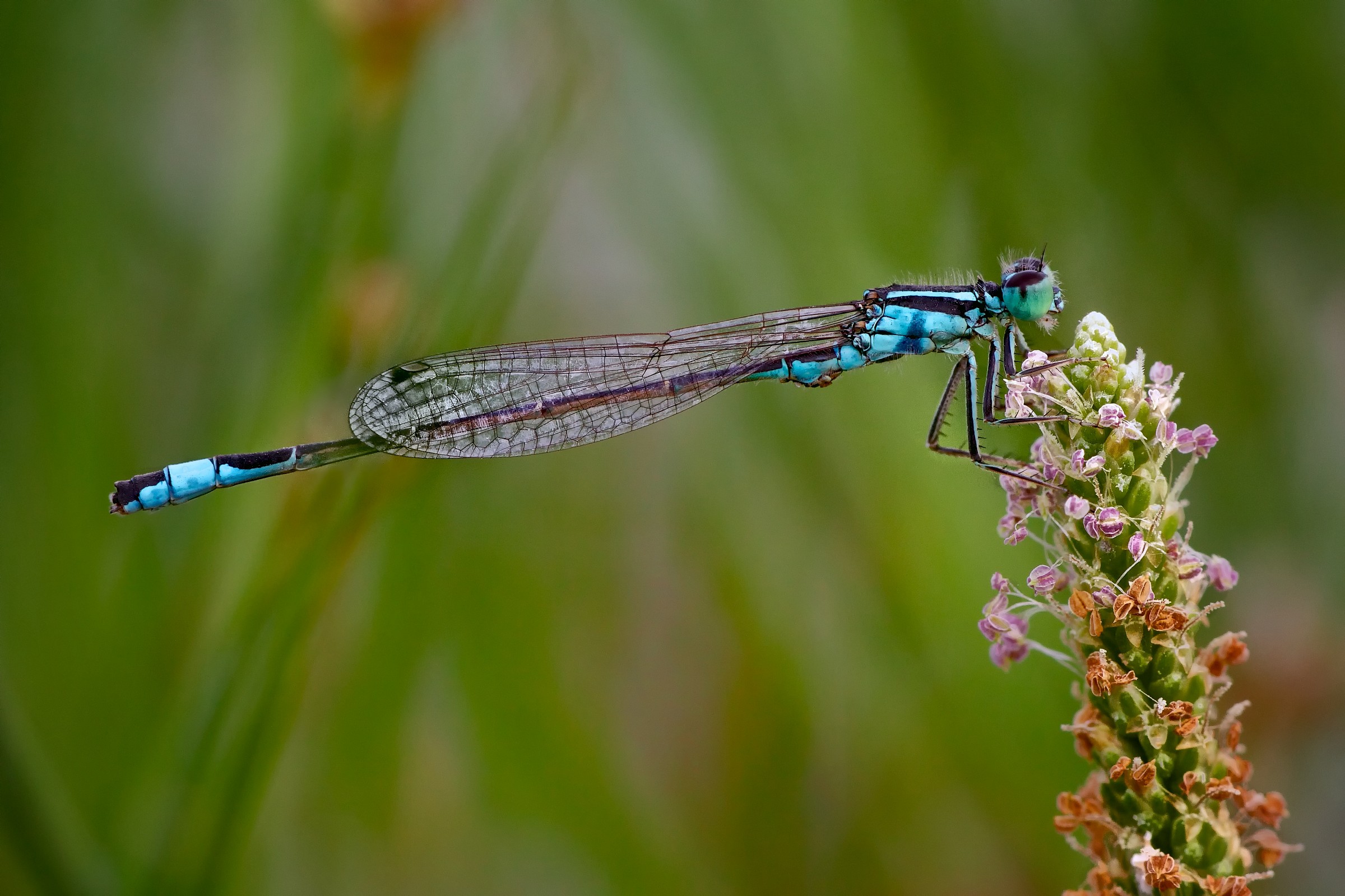 Ischnura elegans on flower
