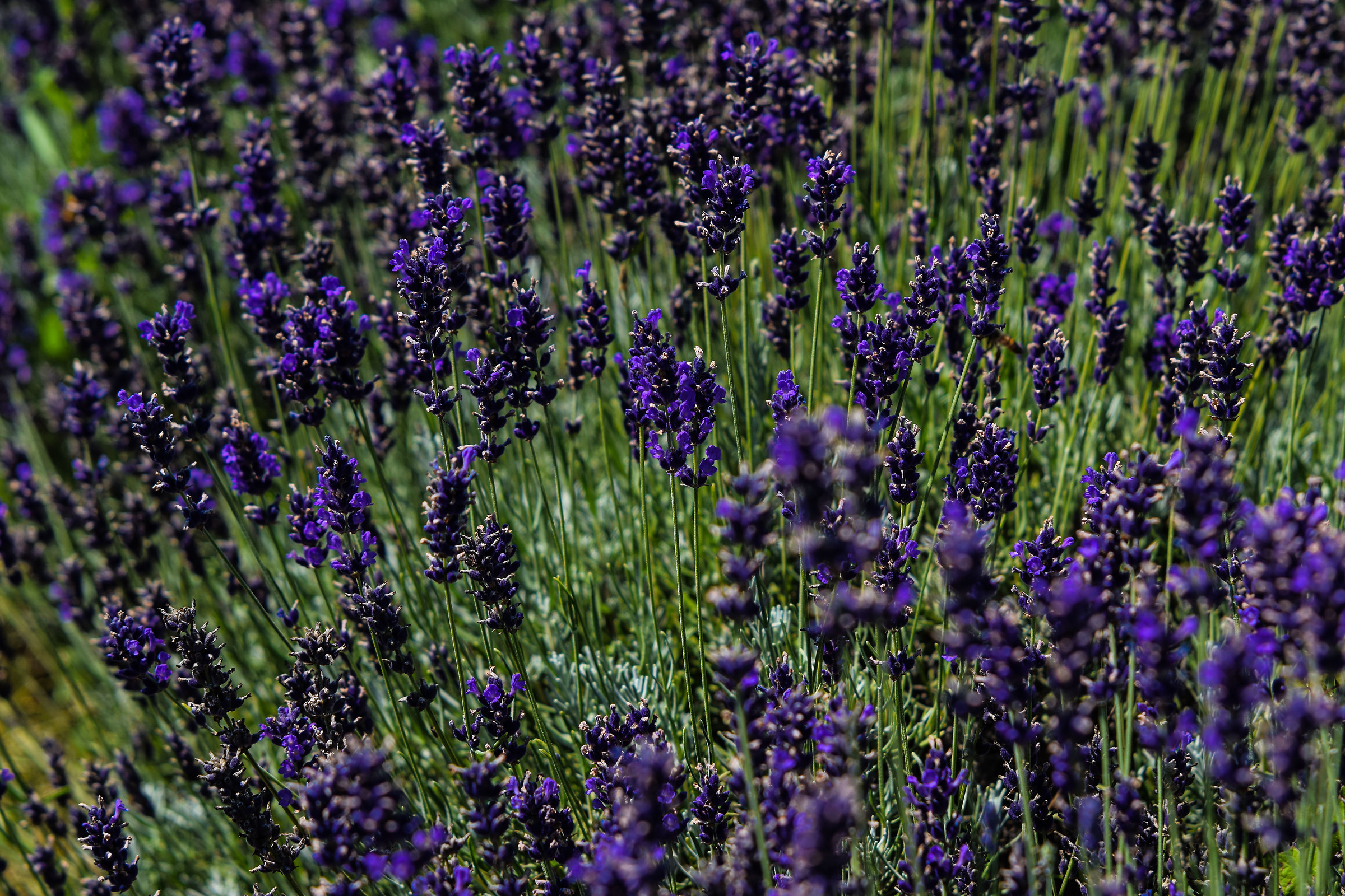Lavandeto by Arquà Petrarca (Padua)