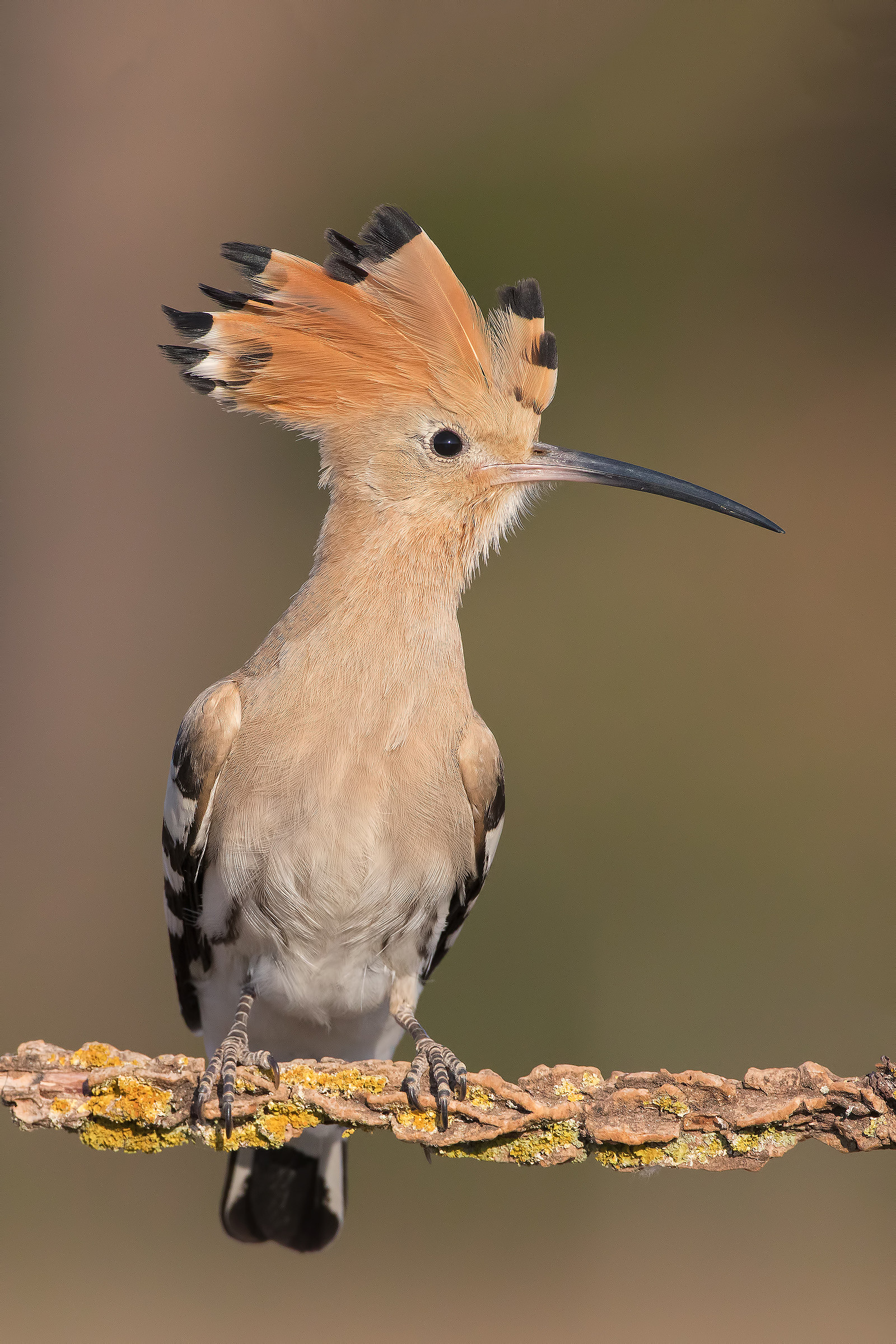 Hoopoe