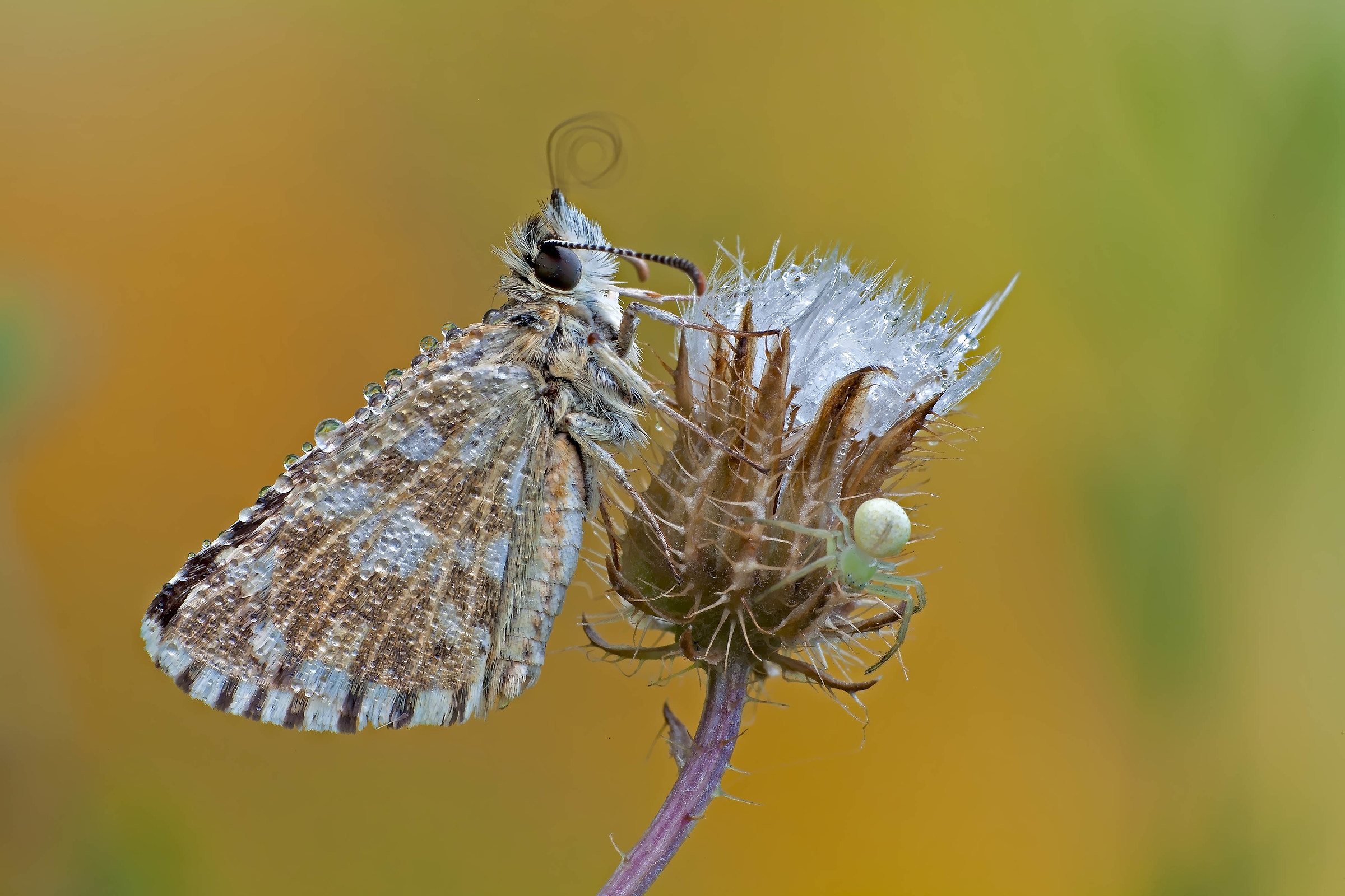 L'insidia del mattino (Pyrgus Andromedae)