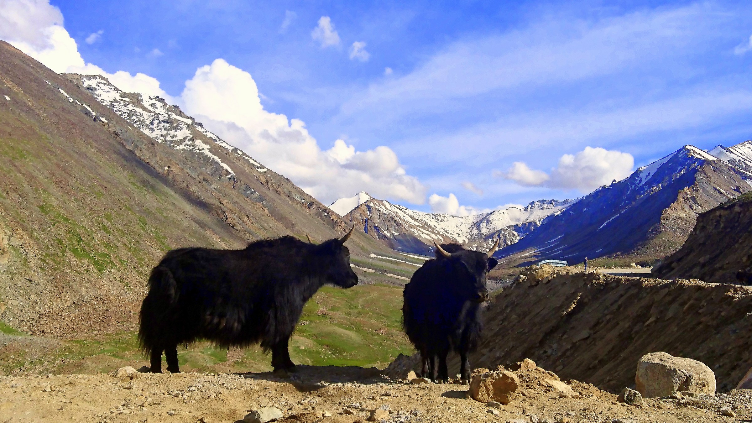 YAK