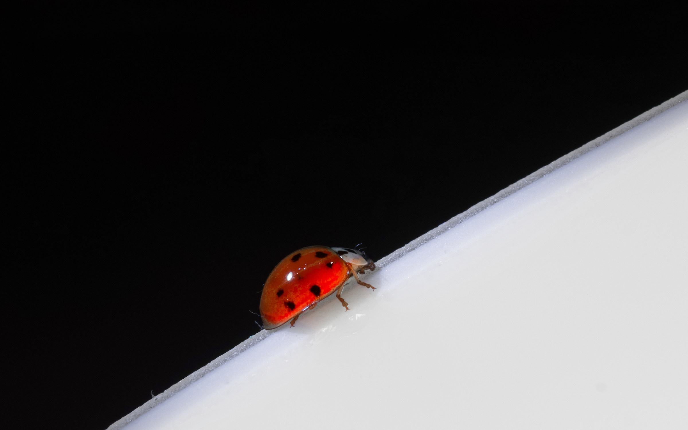 Black and White and Red