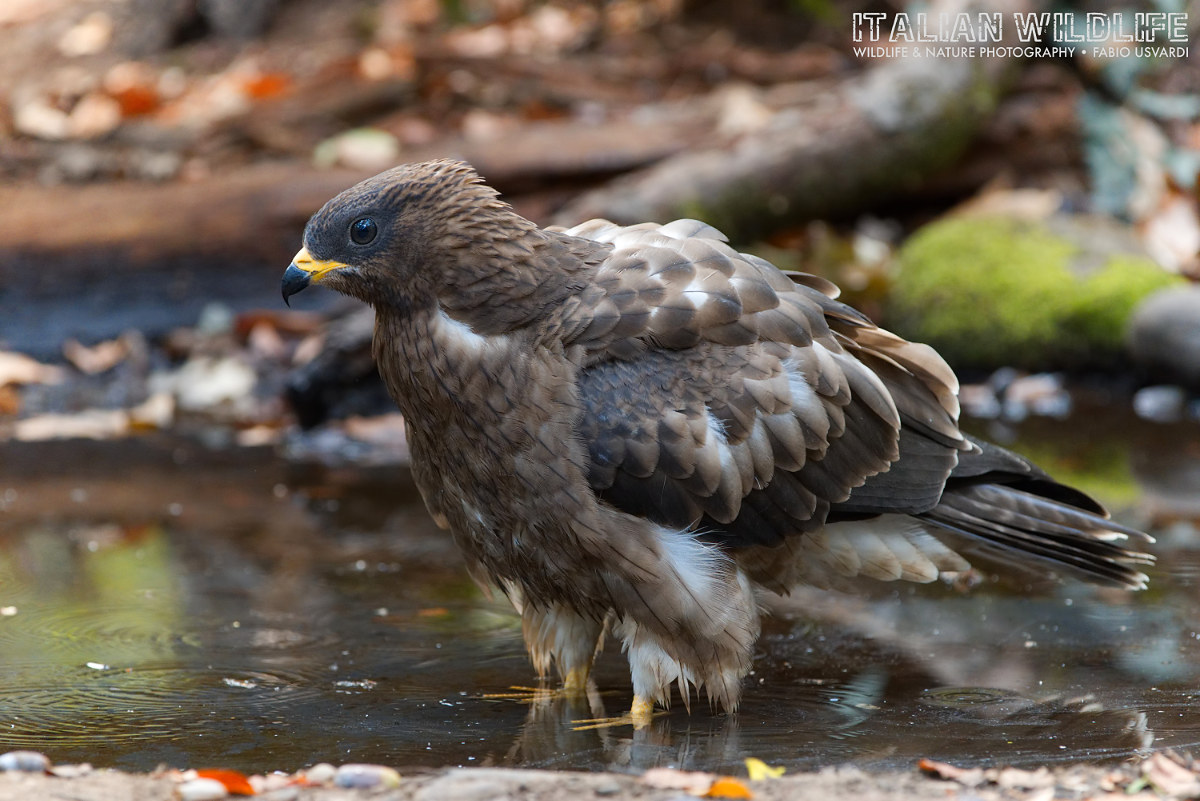 Pernis apivorus (Falco pecchi, immature)