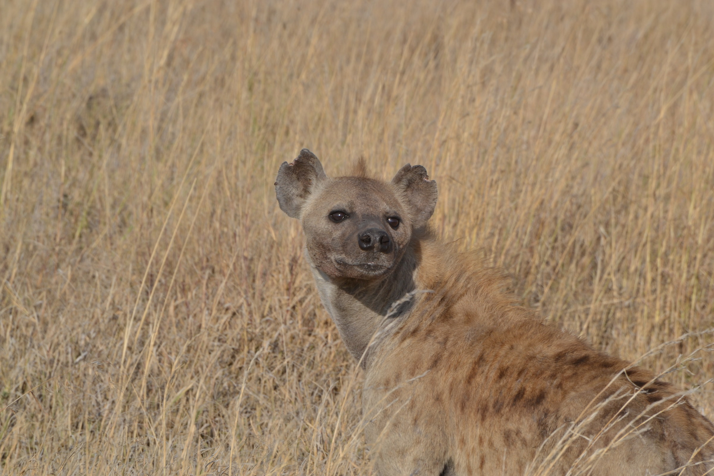 Hyena
