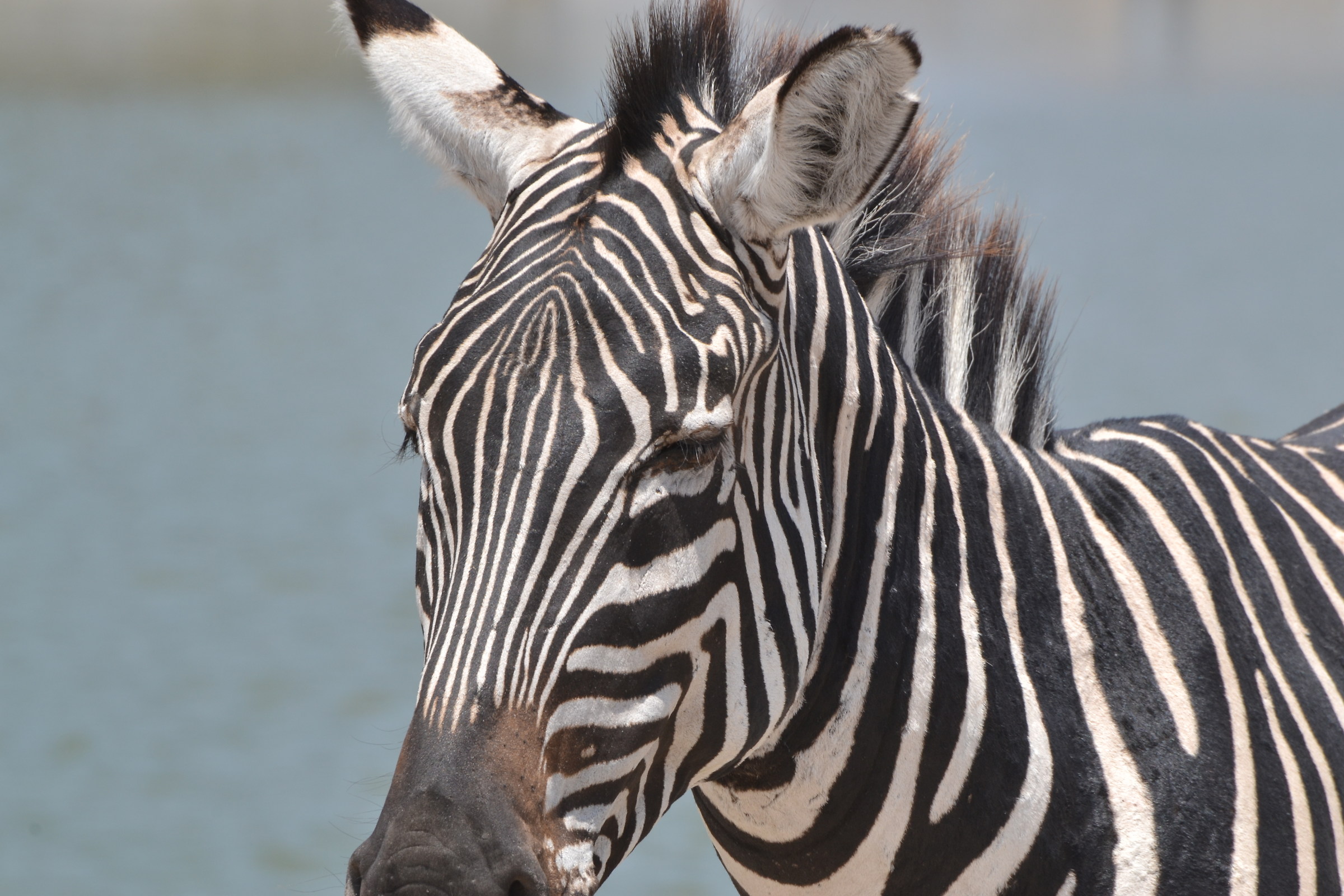 Zebra